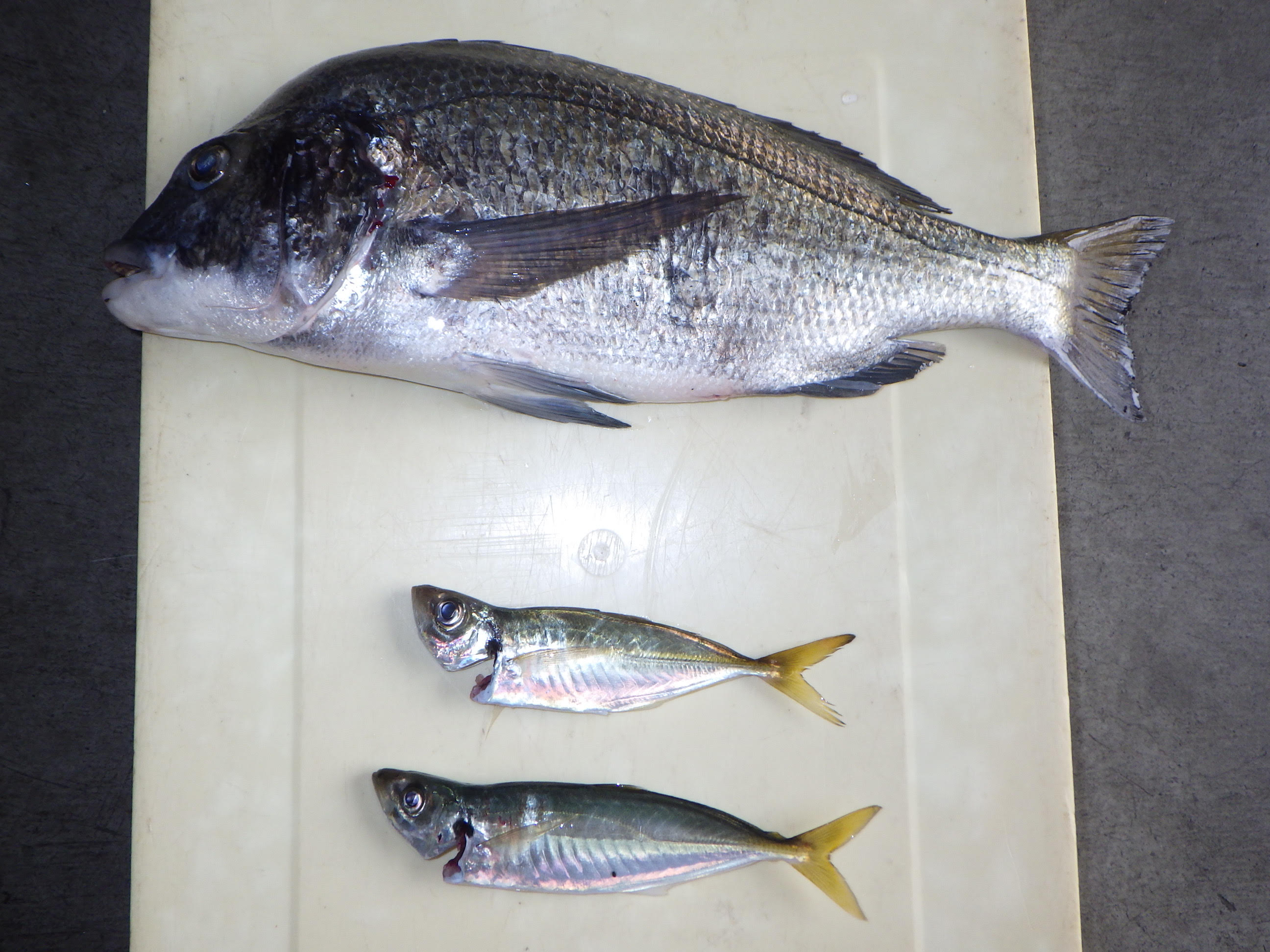 釣果写真