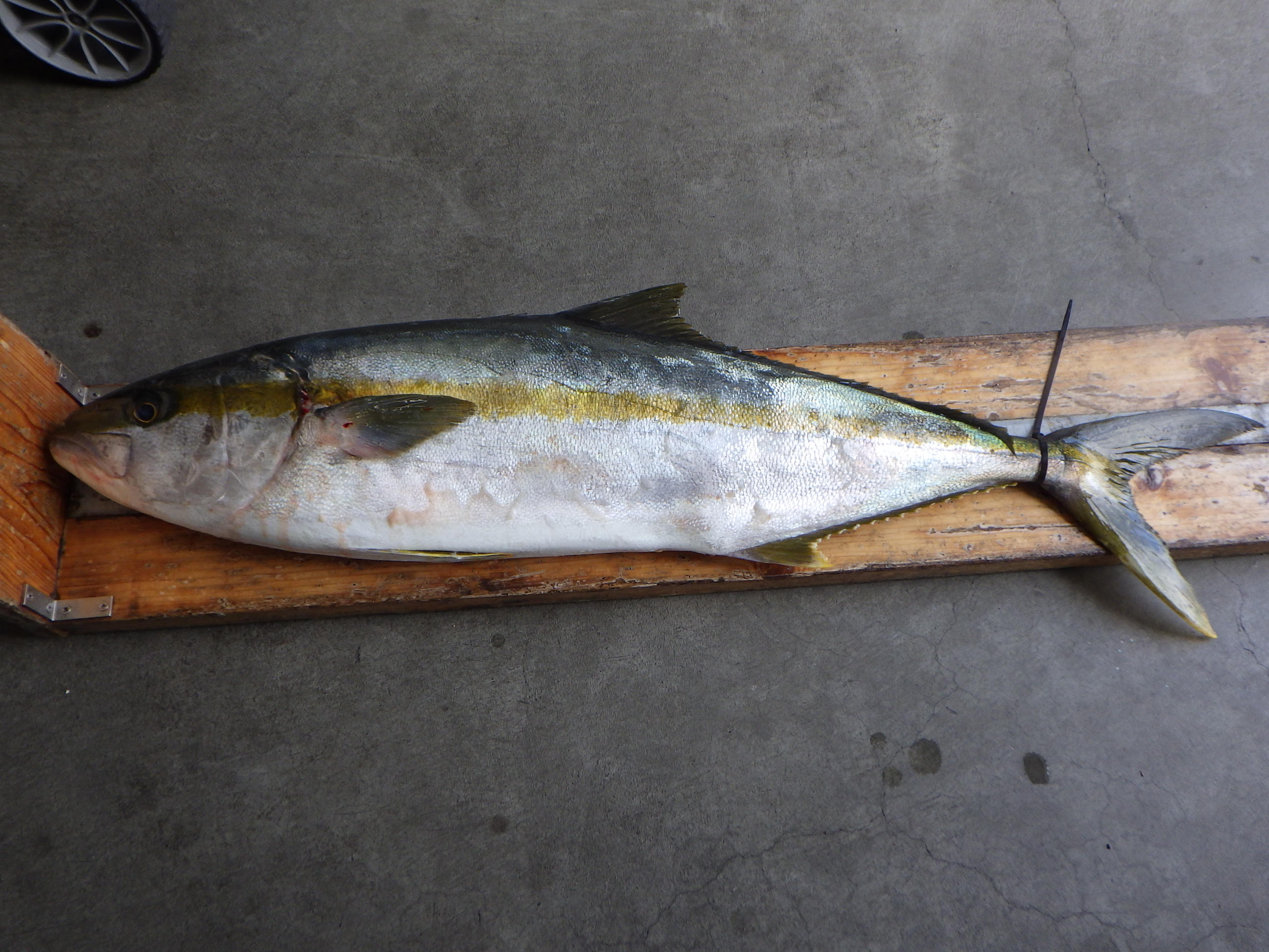 釣果写真