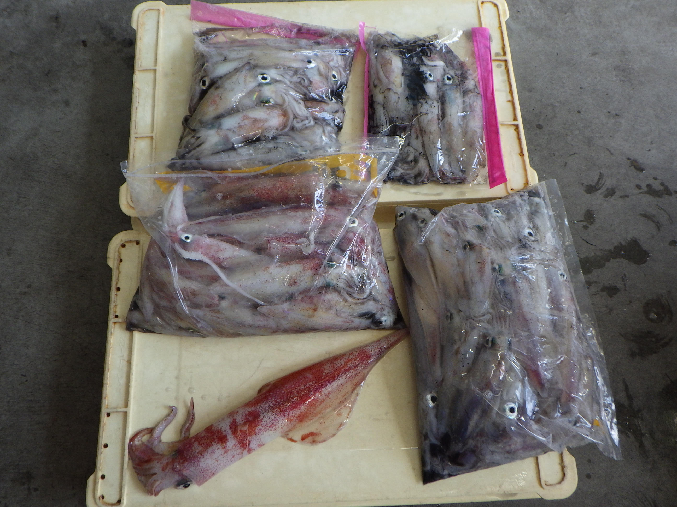 釣果写真