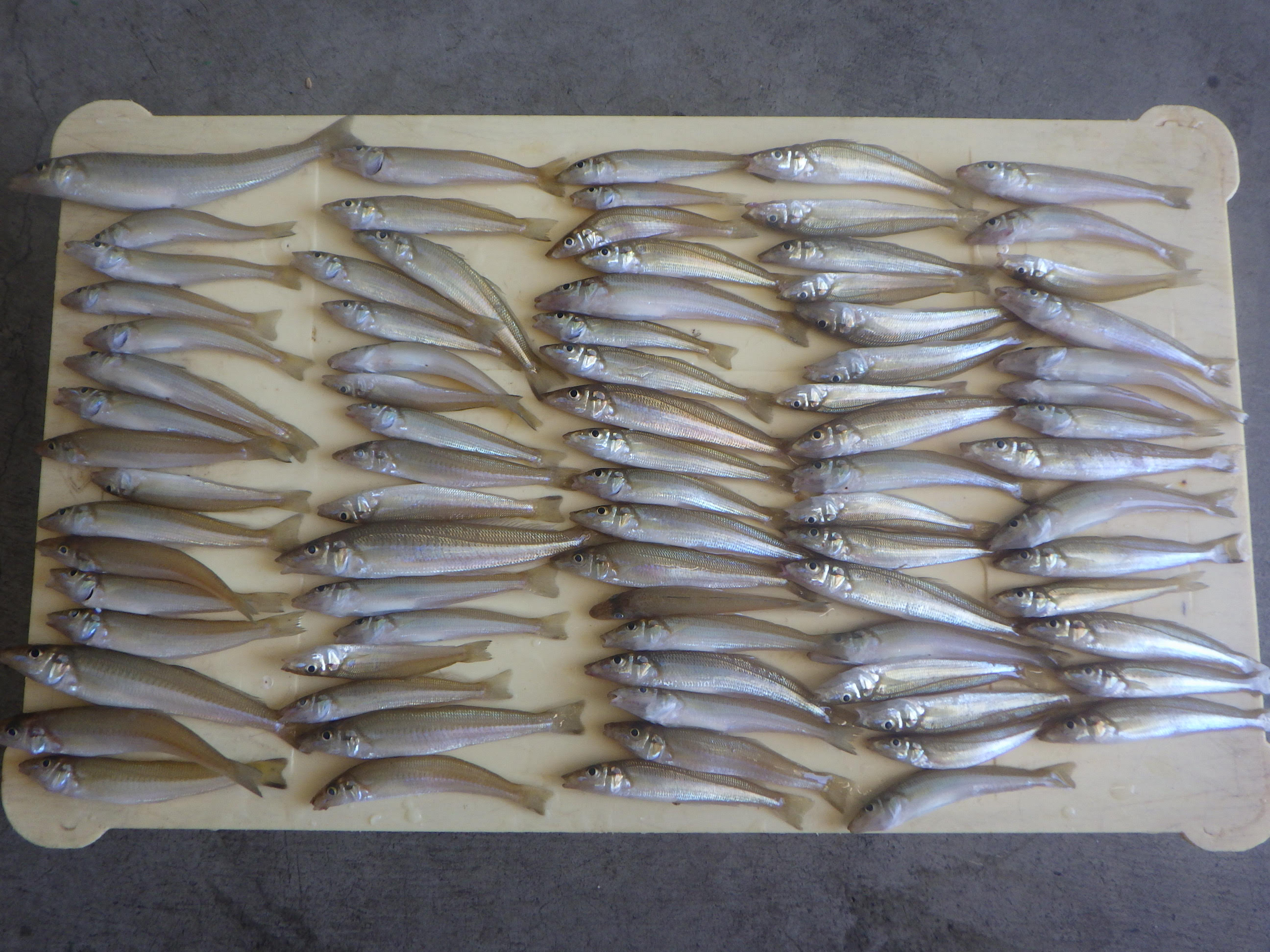 釣果写真