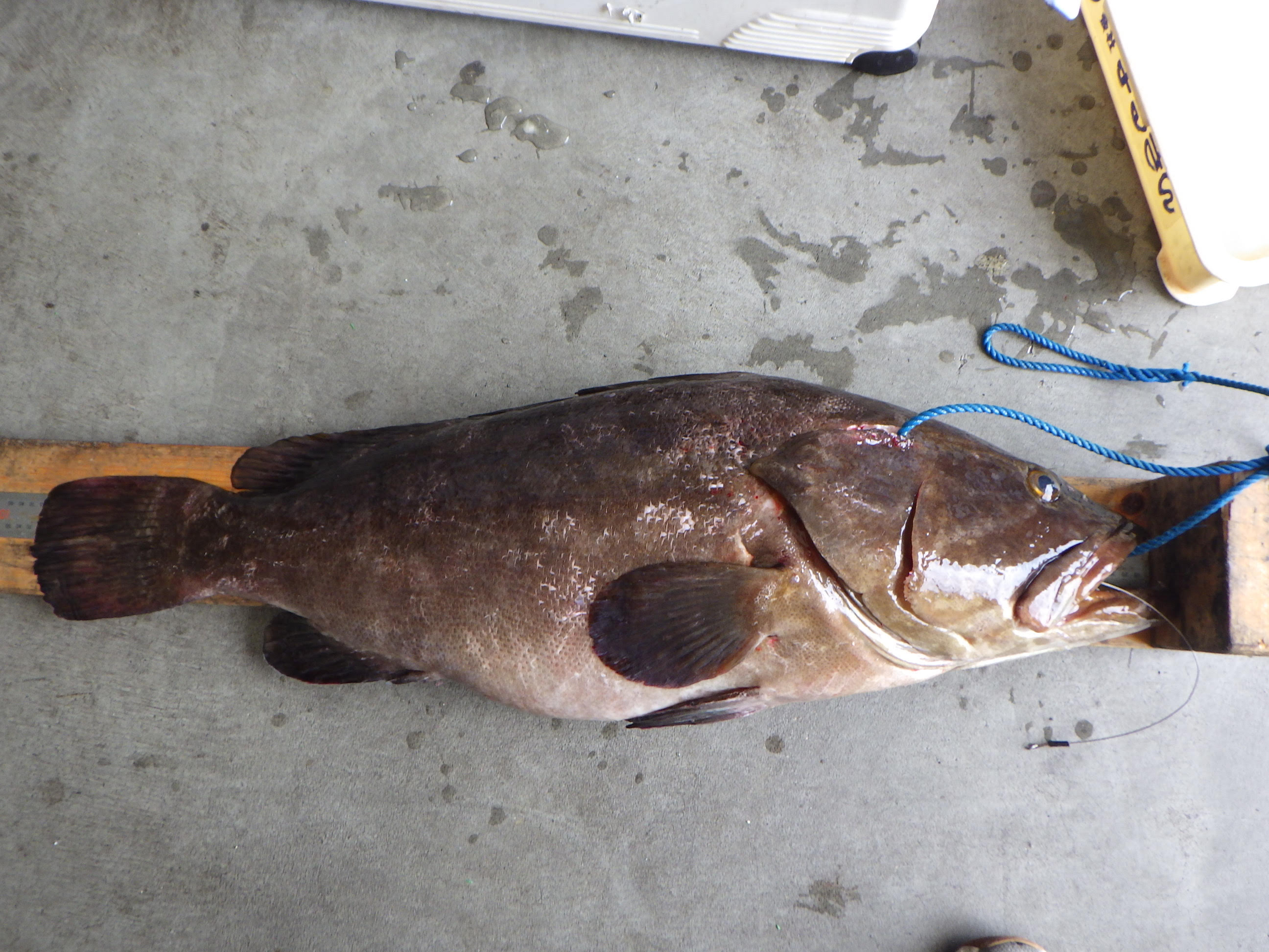釣果写真