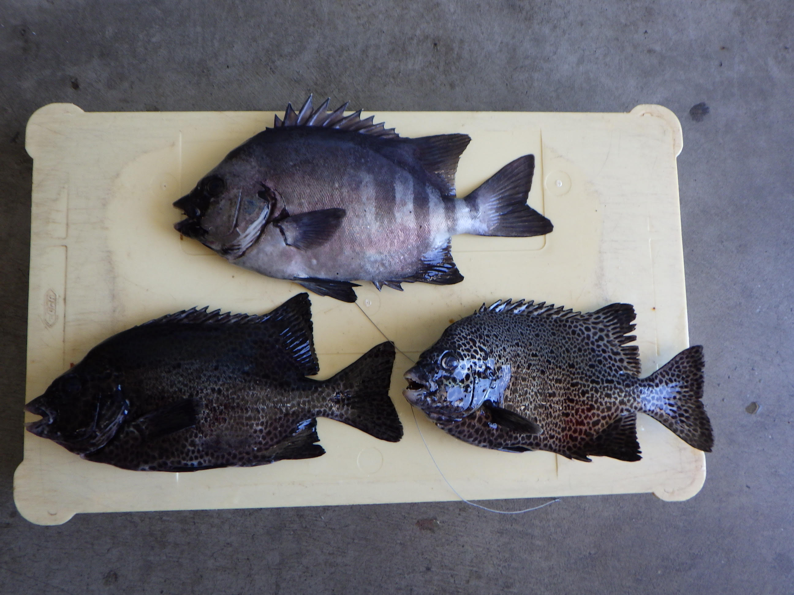 釣果写真