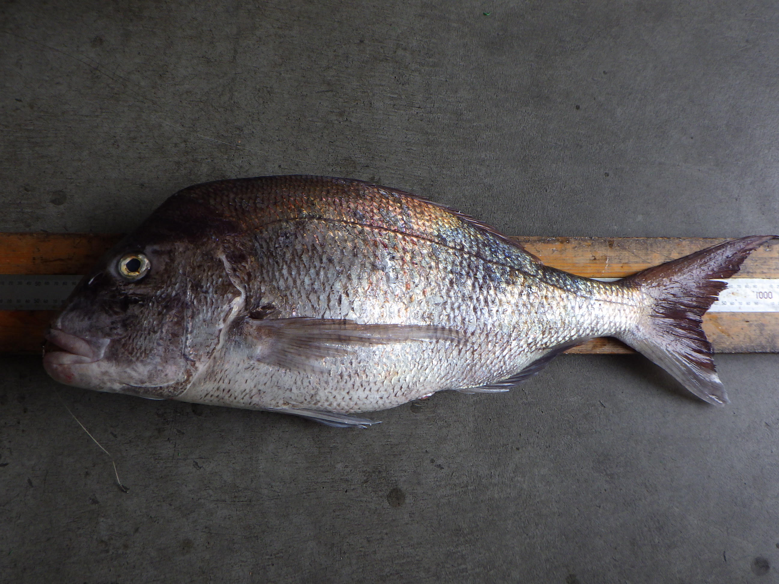 釣果写真