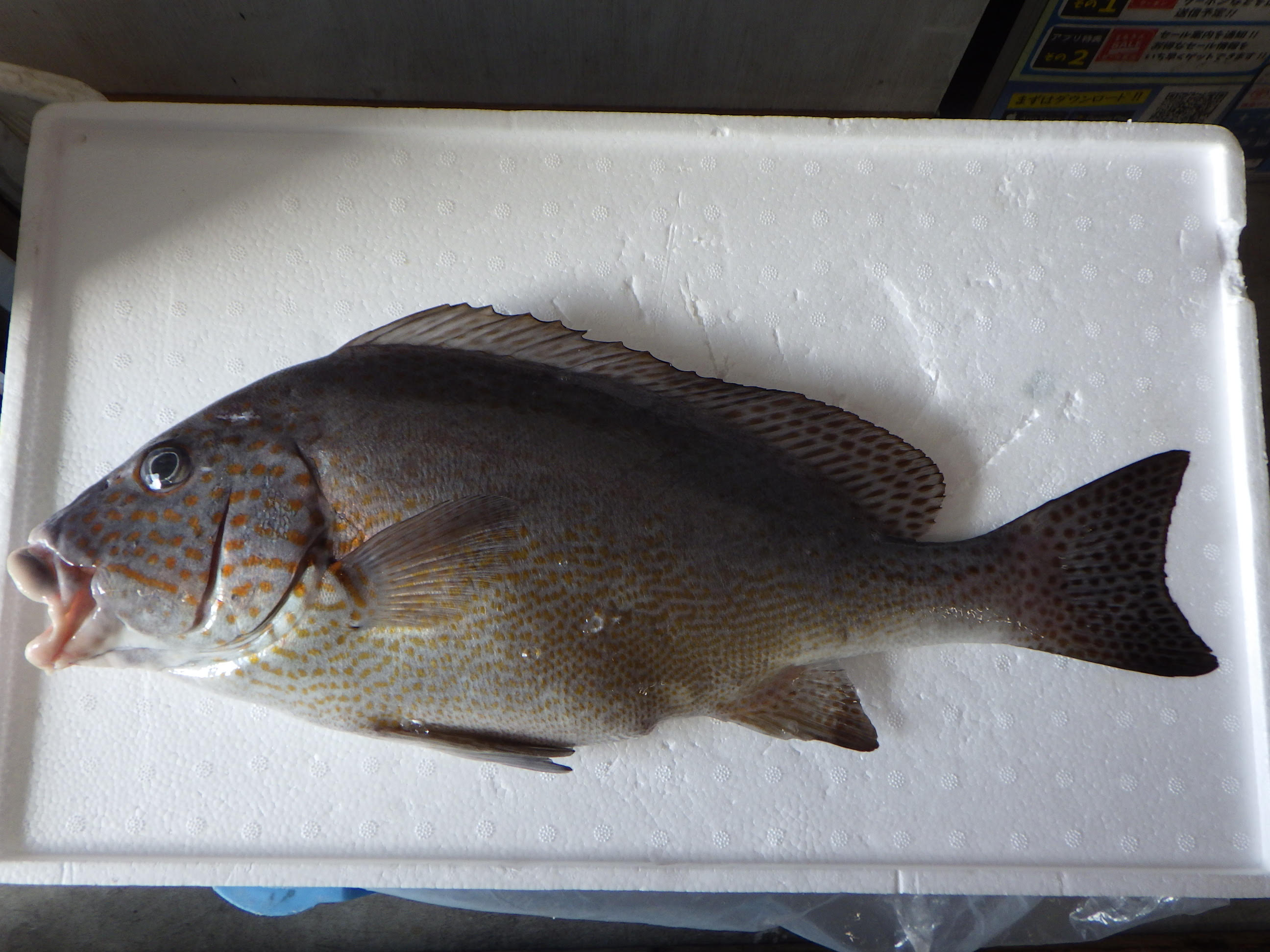 釣果写真
