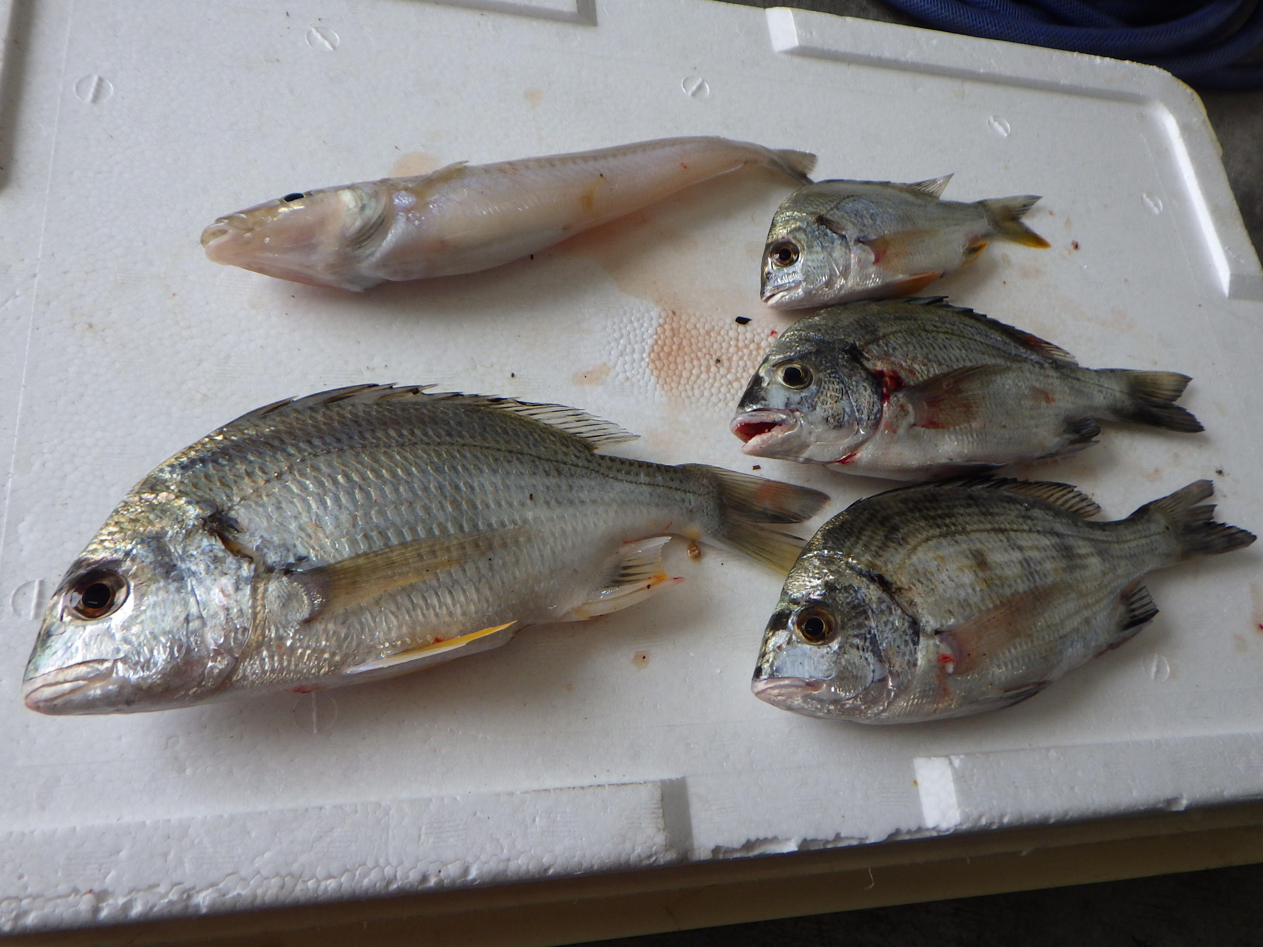 釣果写真