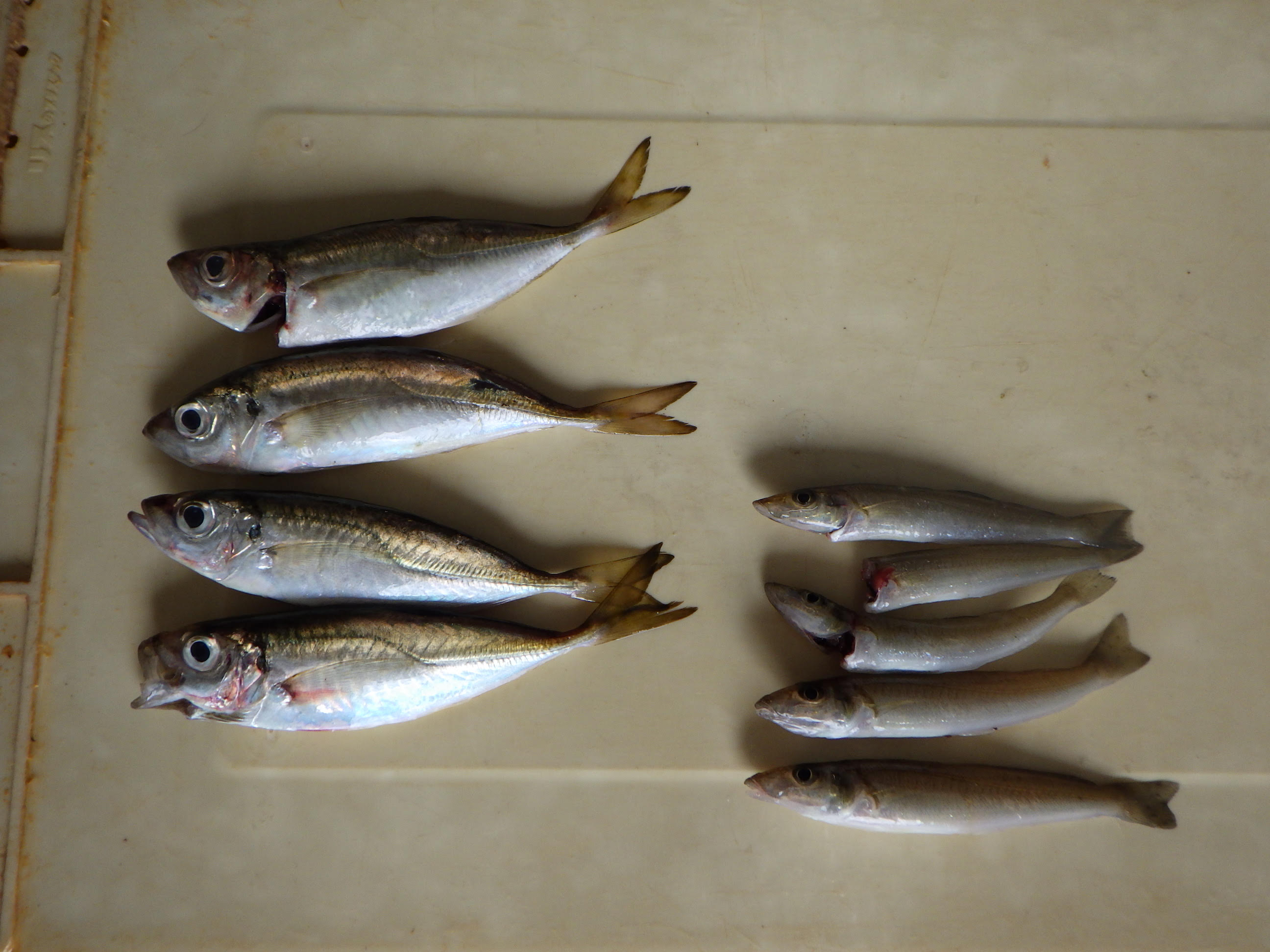 釣果写真