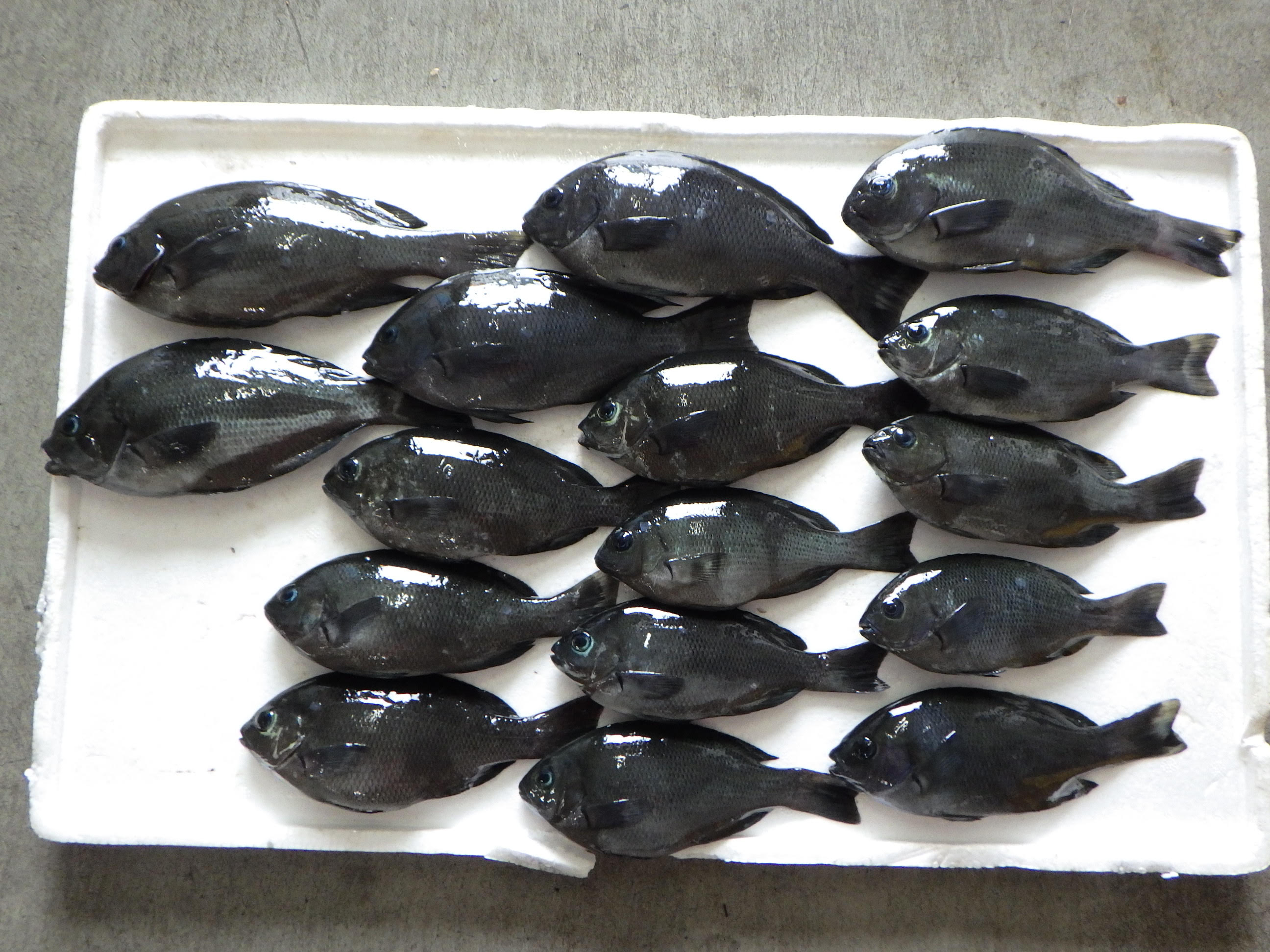 釣果写真