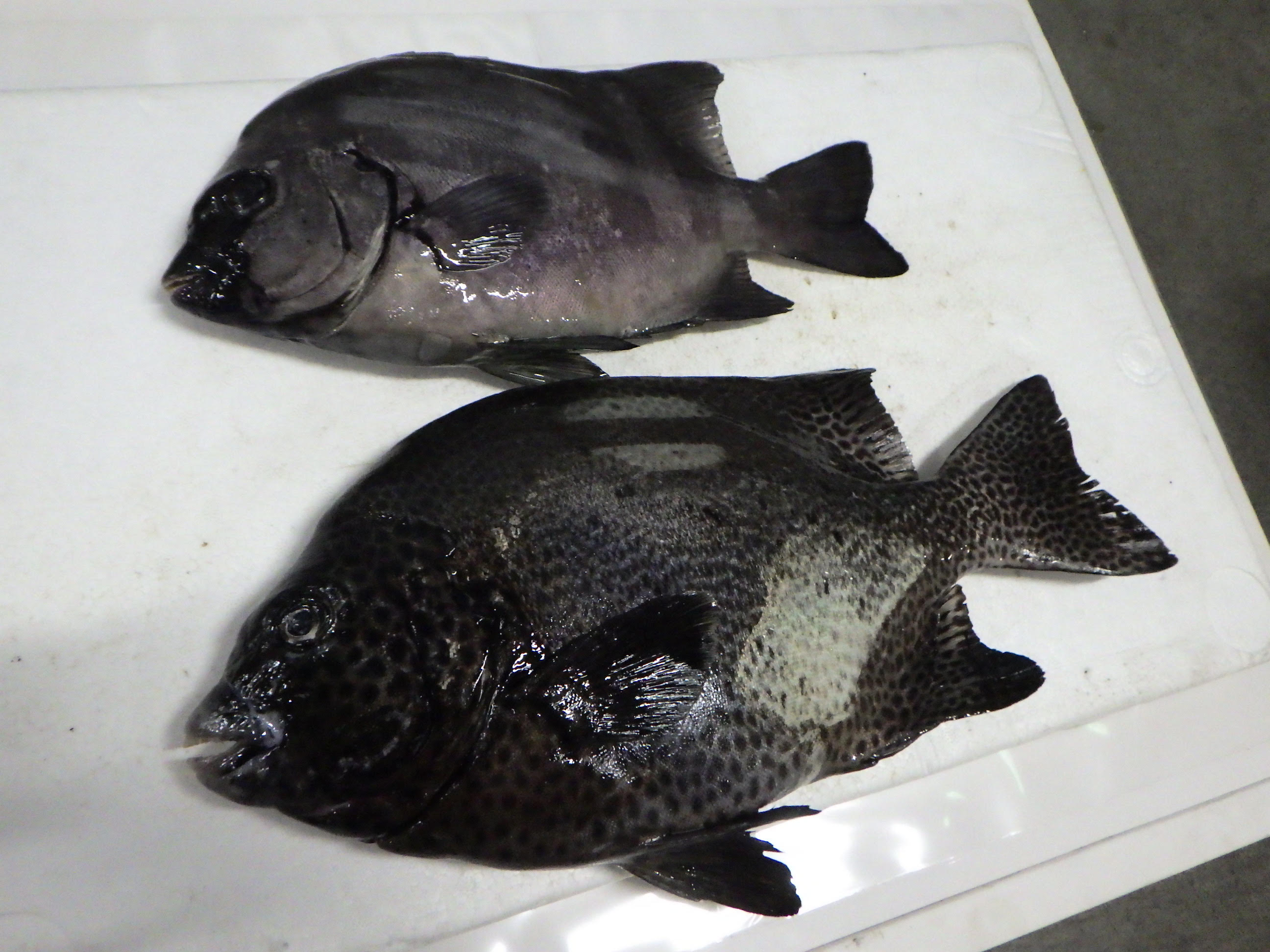 釣果写真