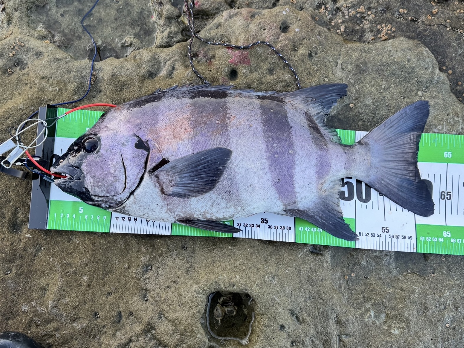 釣果写真