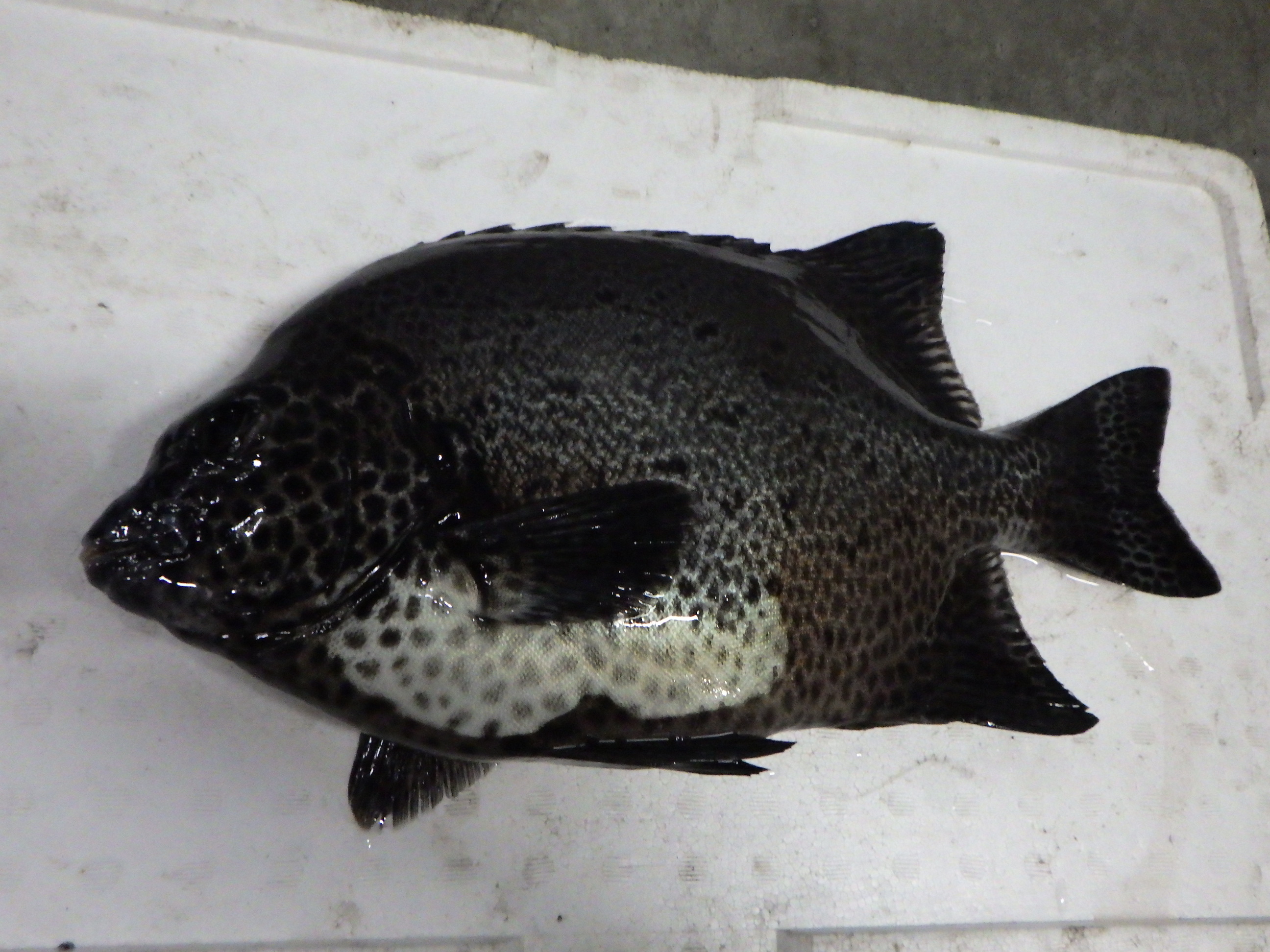釣果写真