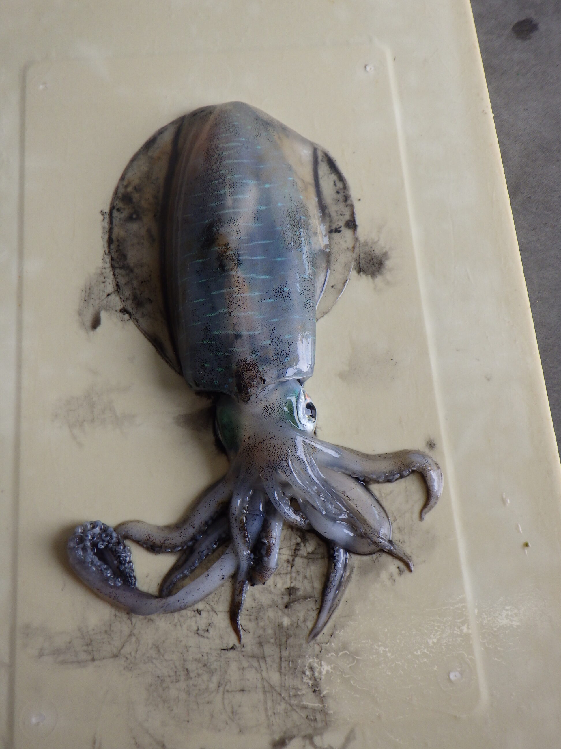 釣果写真