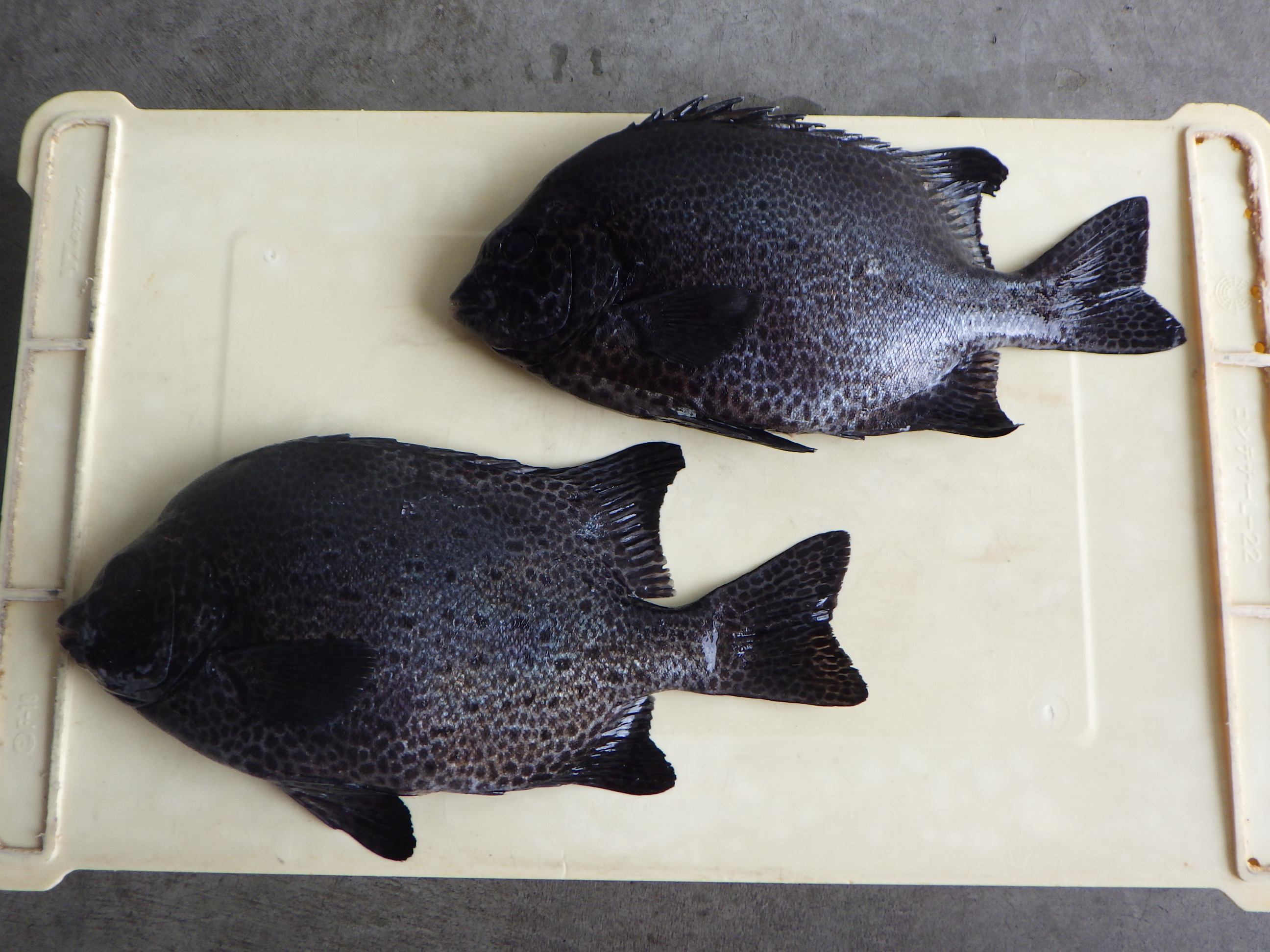 釣果写真