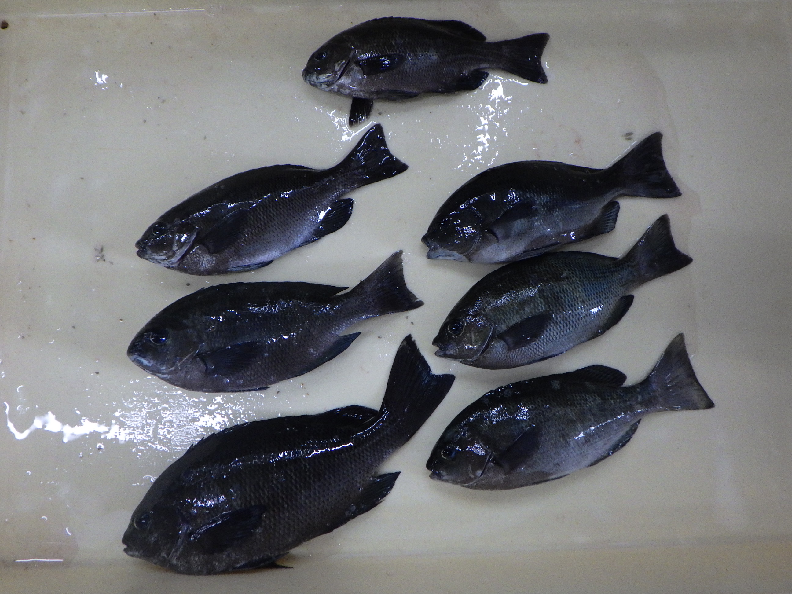 釣果写真