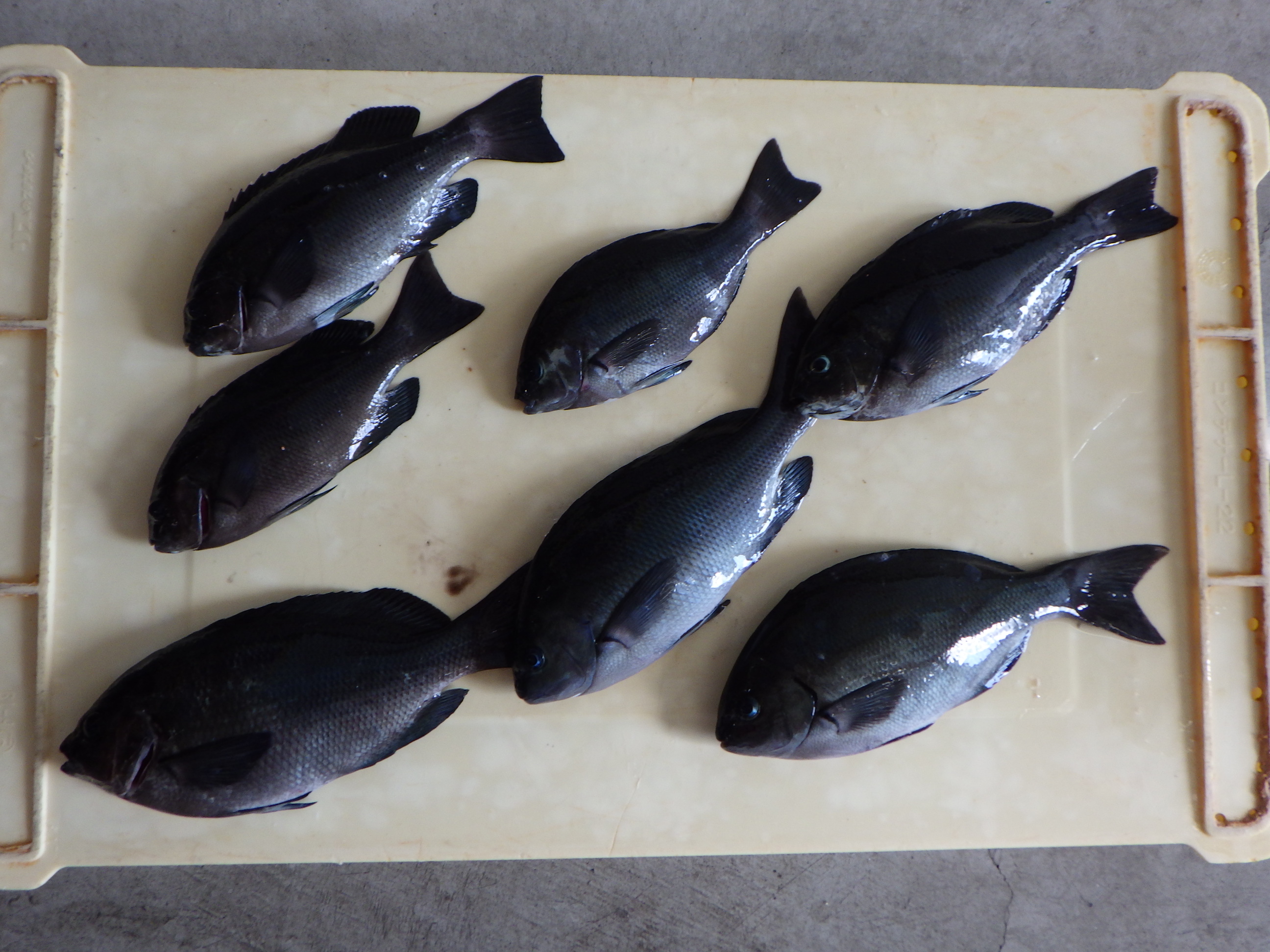 釣果写真