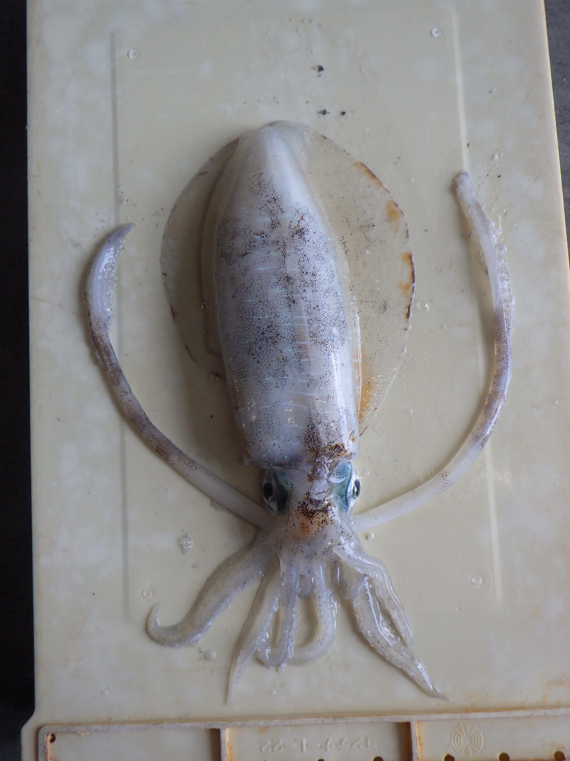 釣果写真