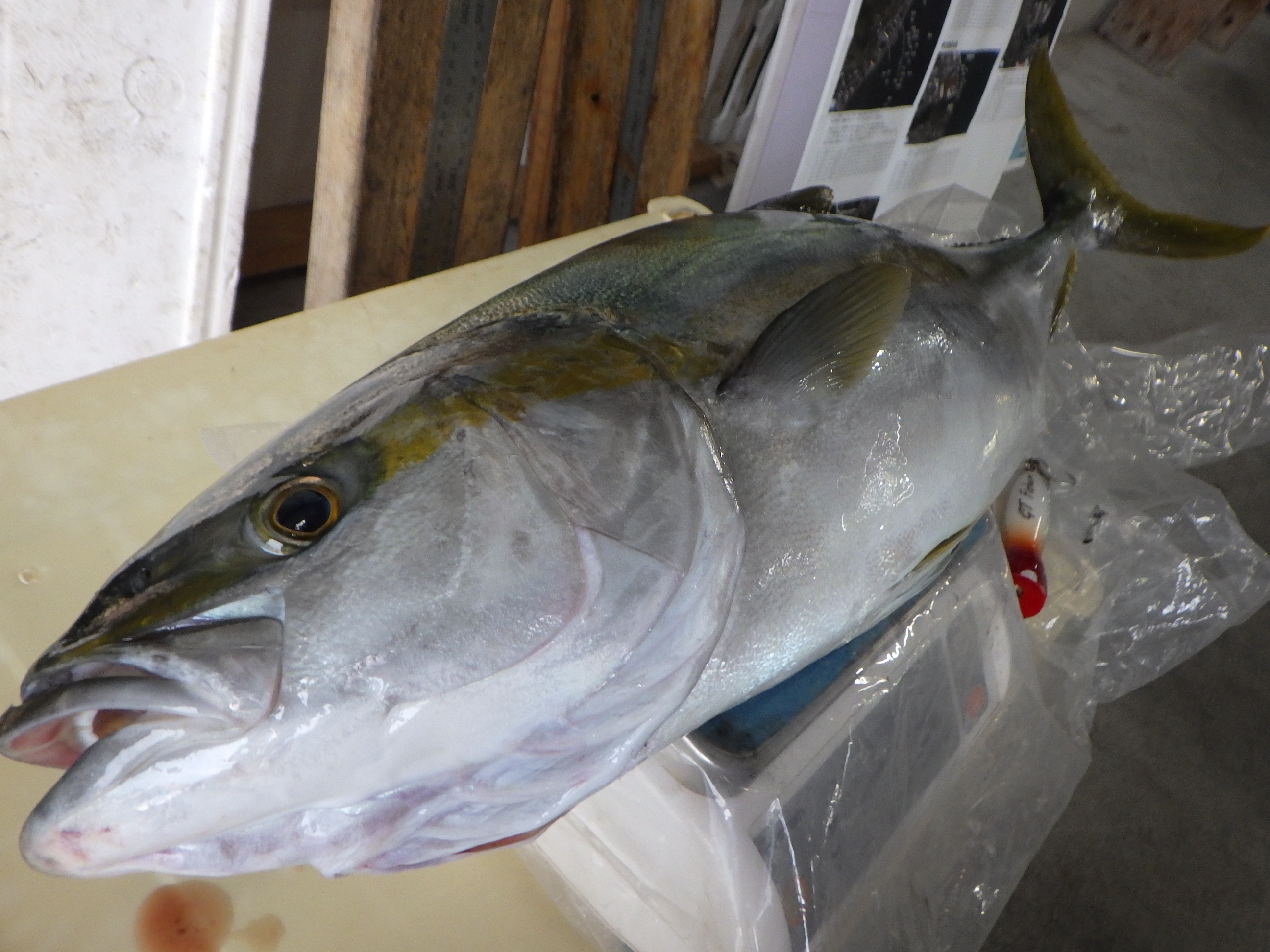釣果写真