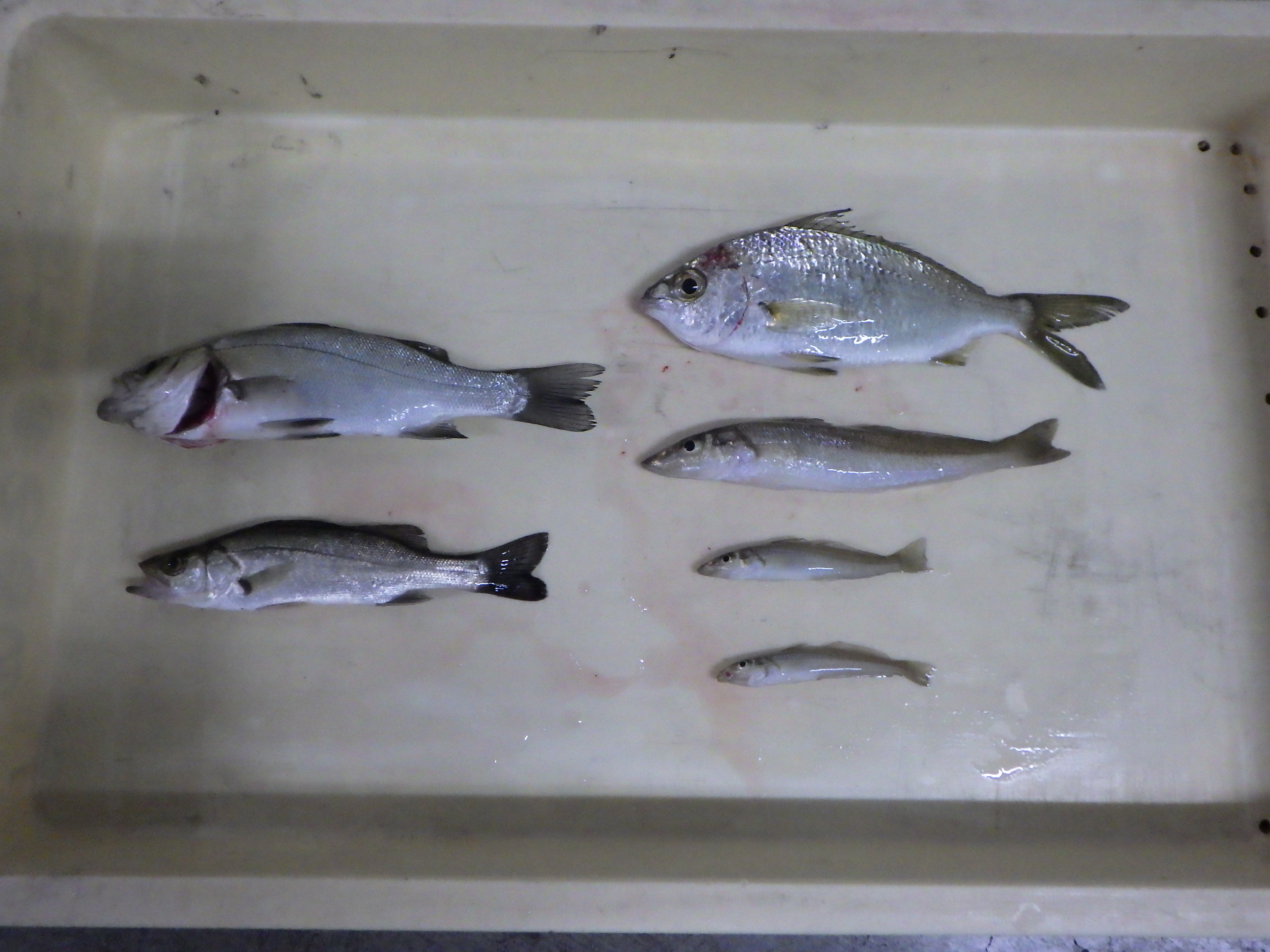 釣果写真