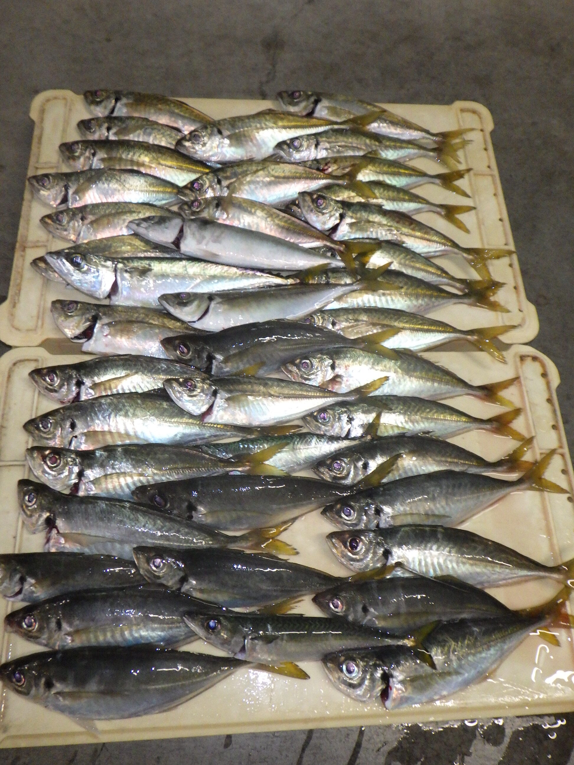 釣果写真