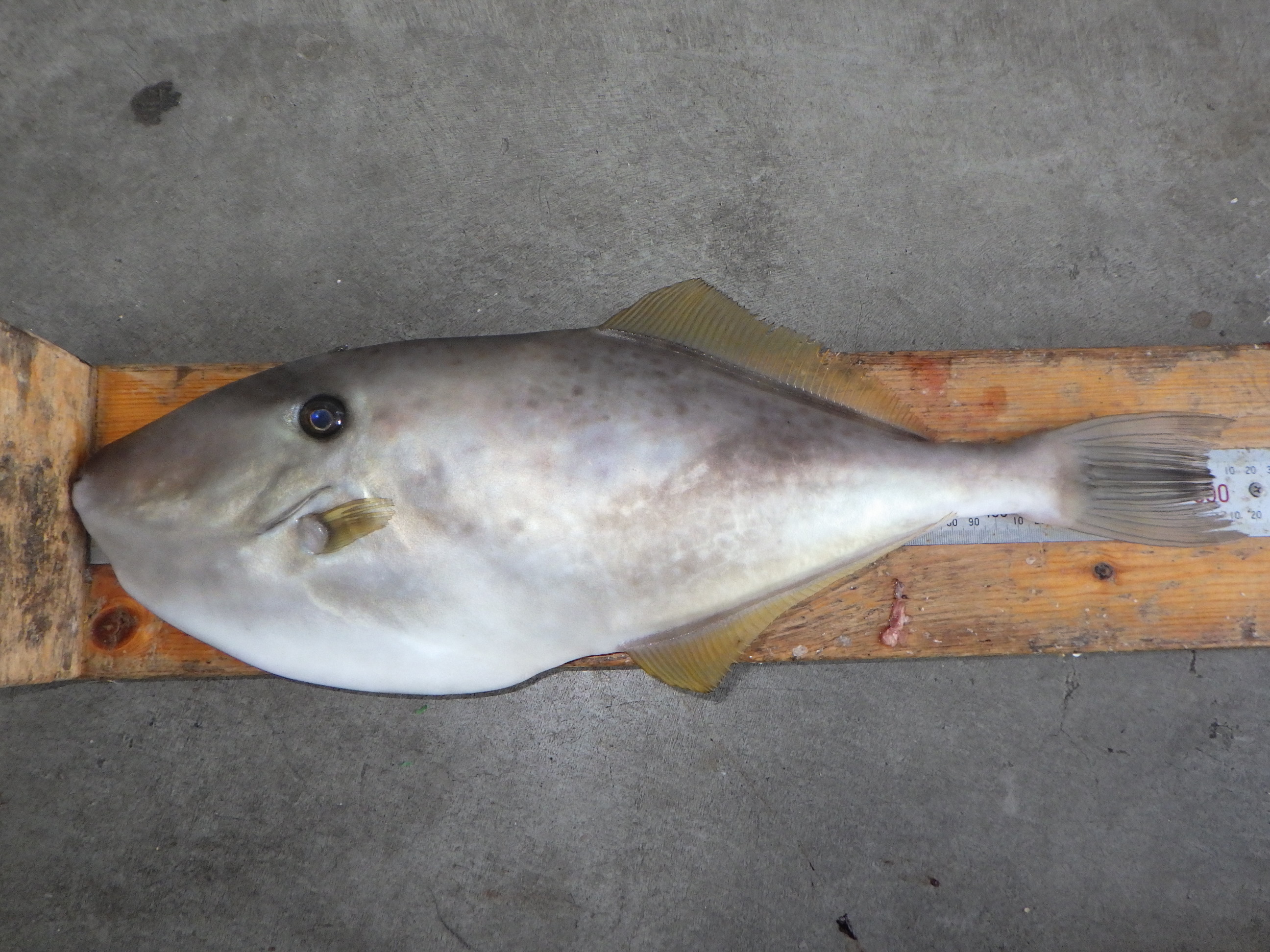 釣果写真