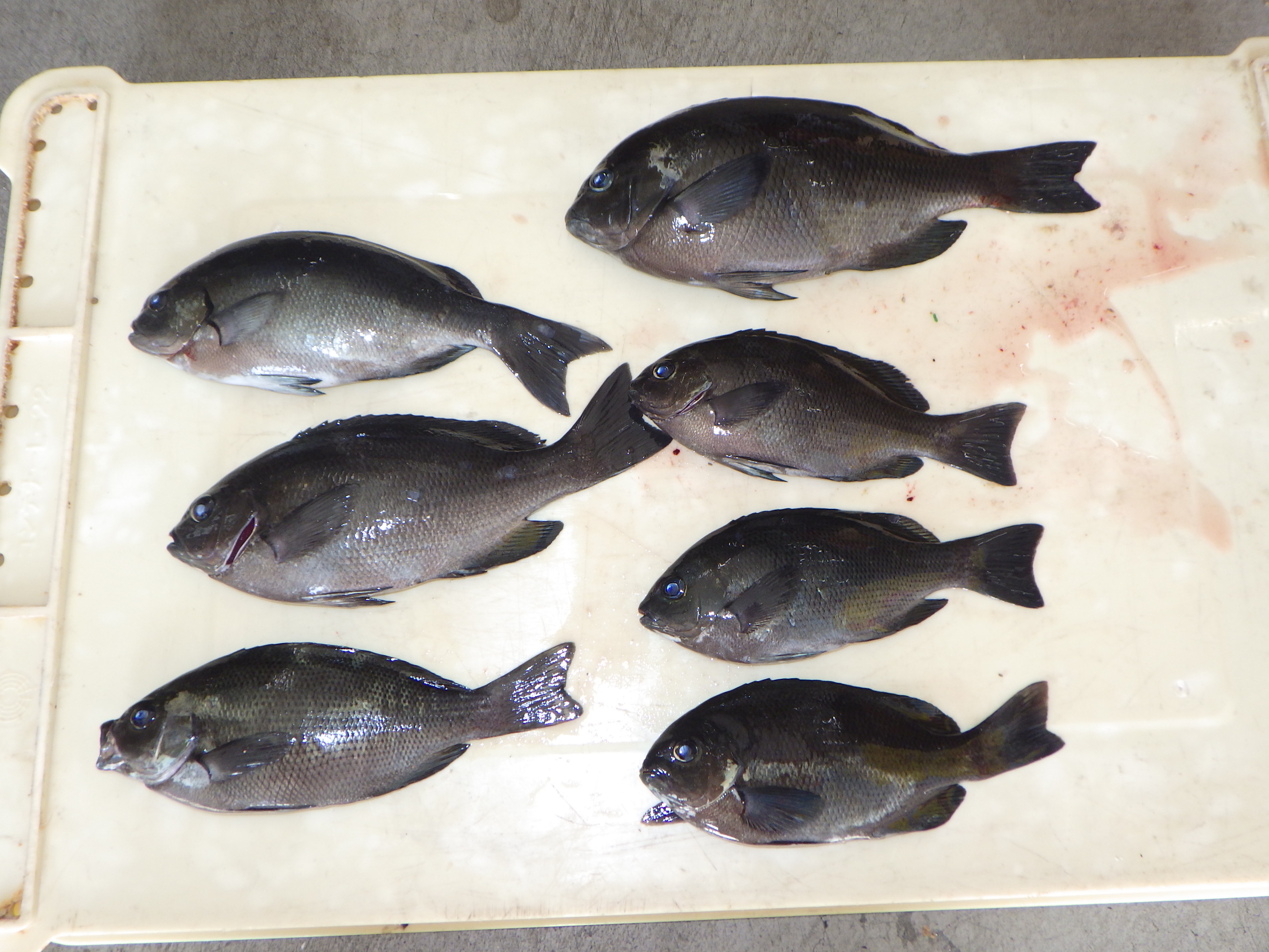釣果写真