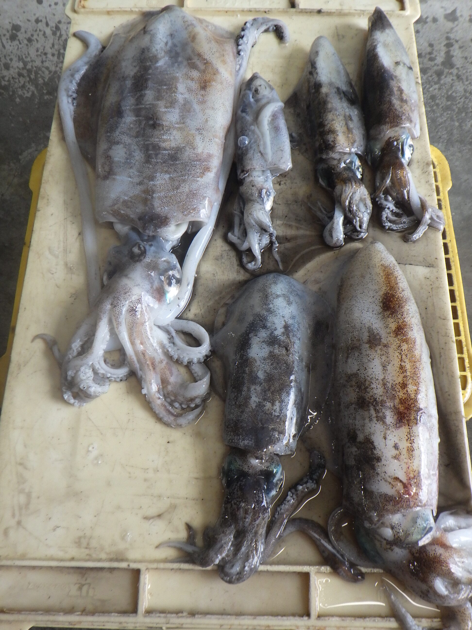 釣果写真
