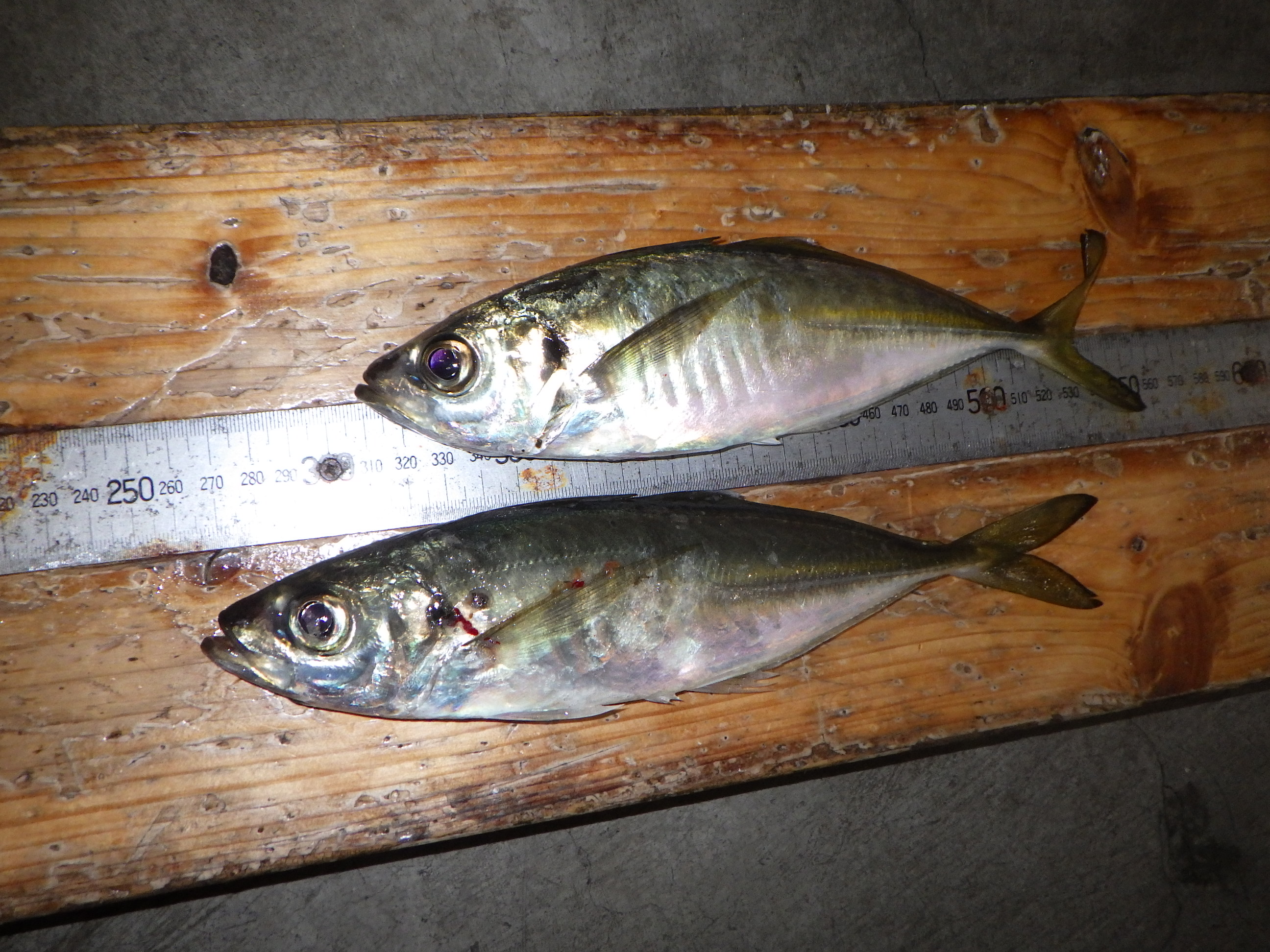 釣果写真