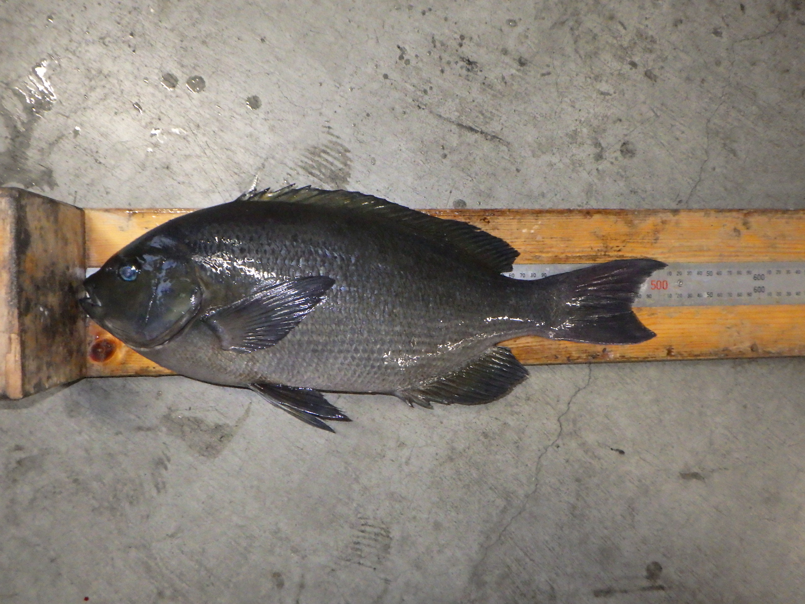 釣果写真