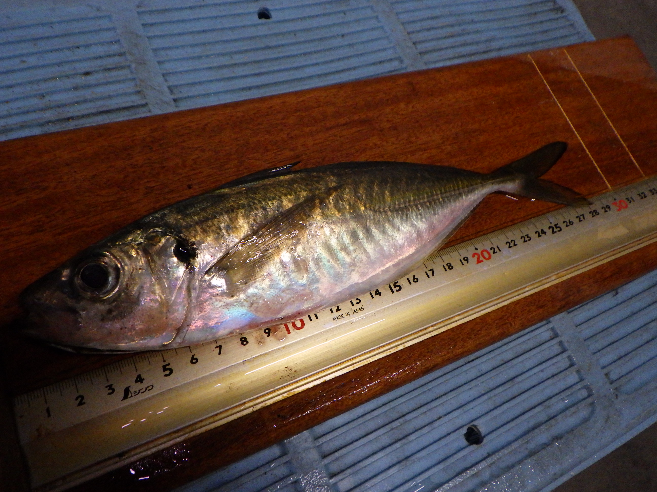 釣果写真