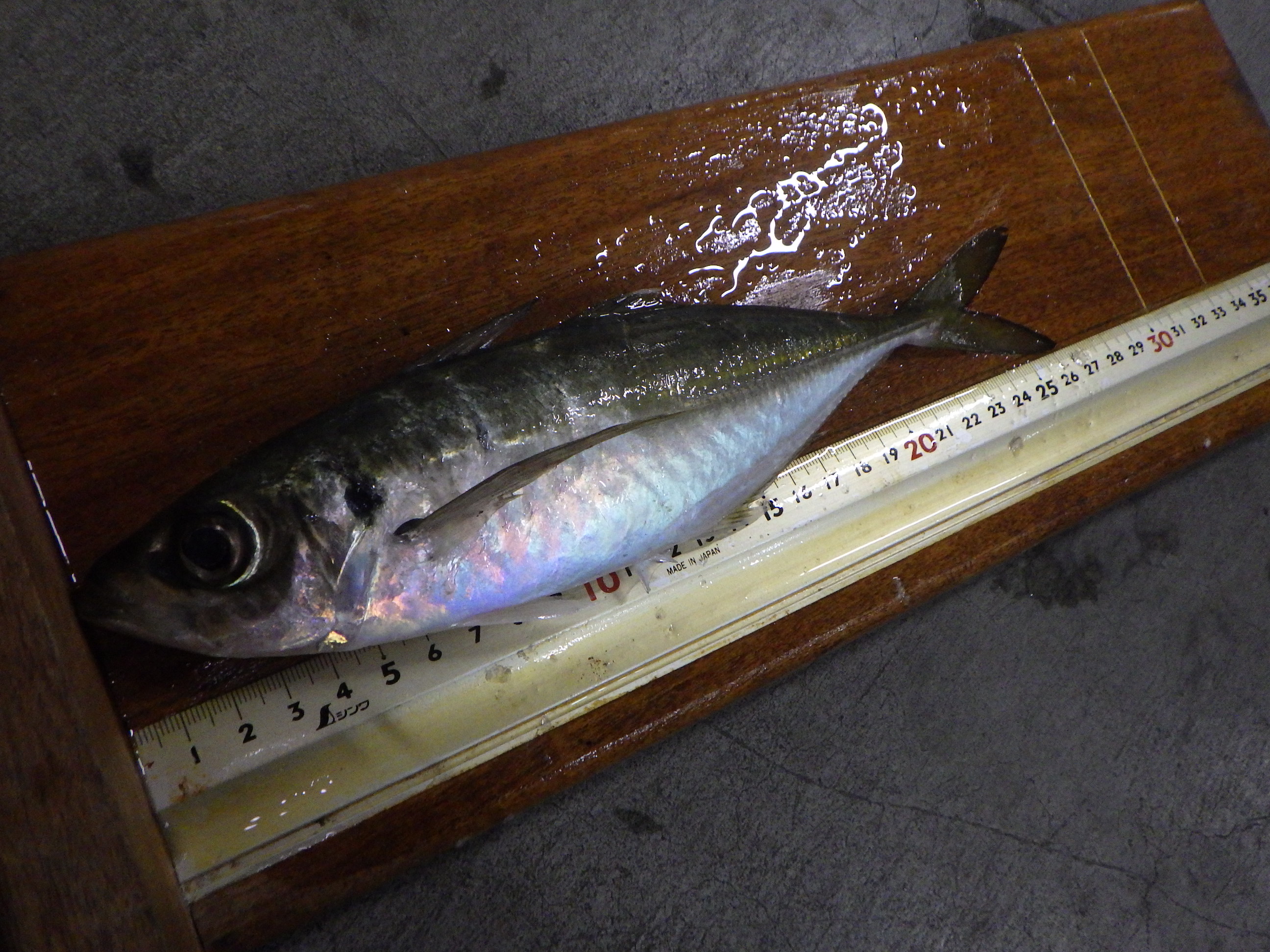 釣果写真