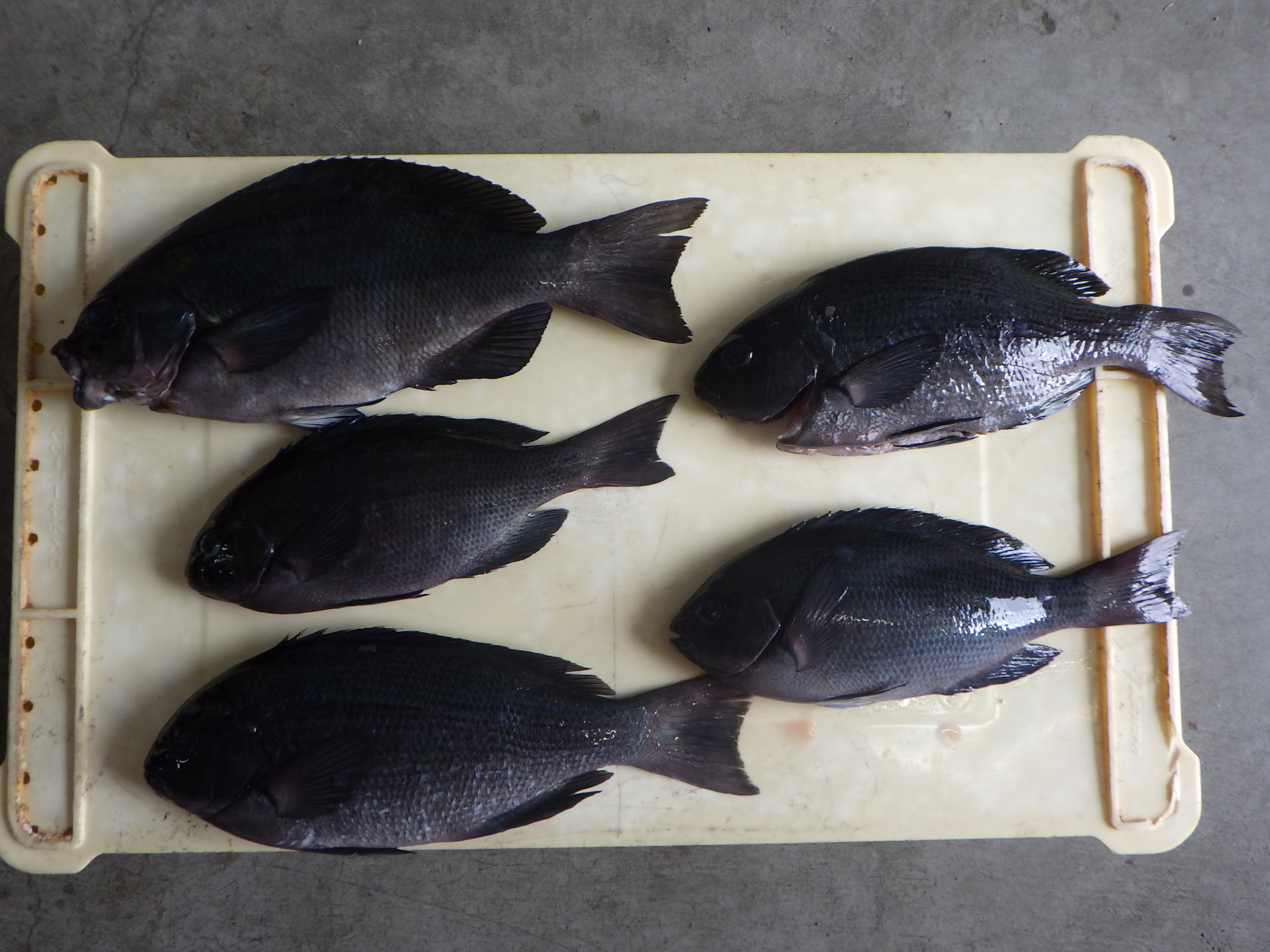 釣果写真