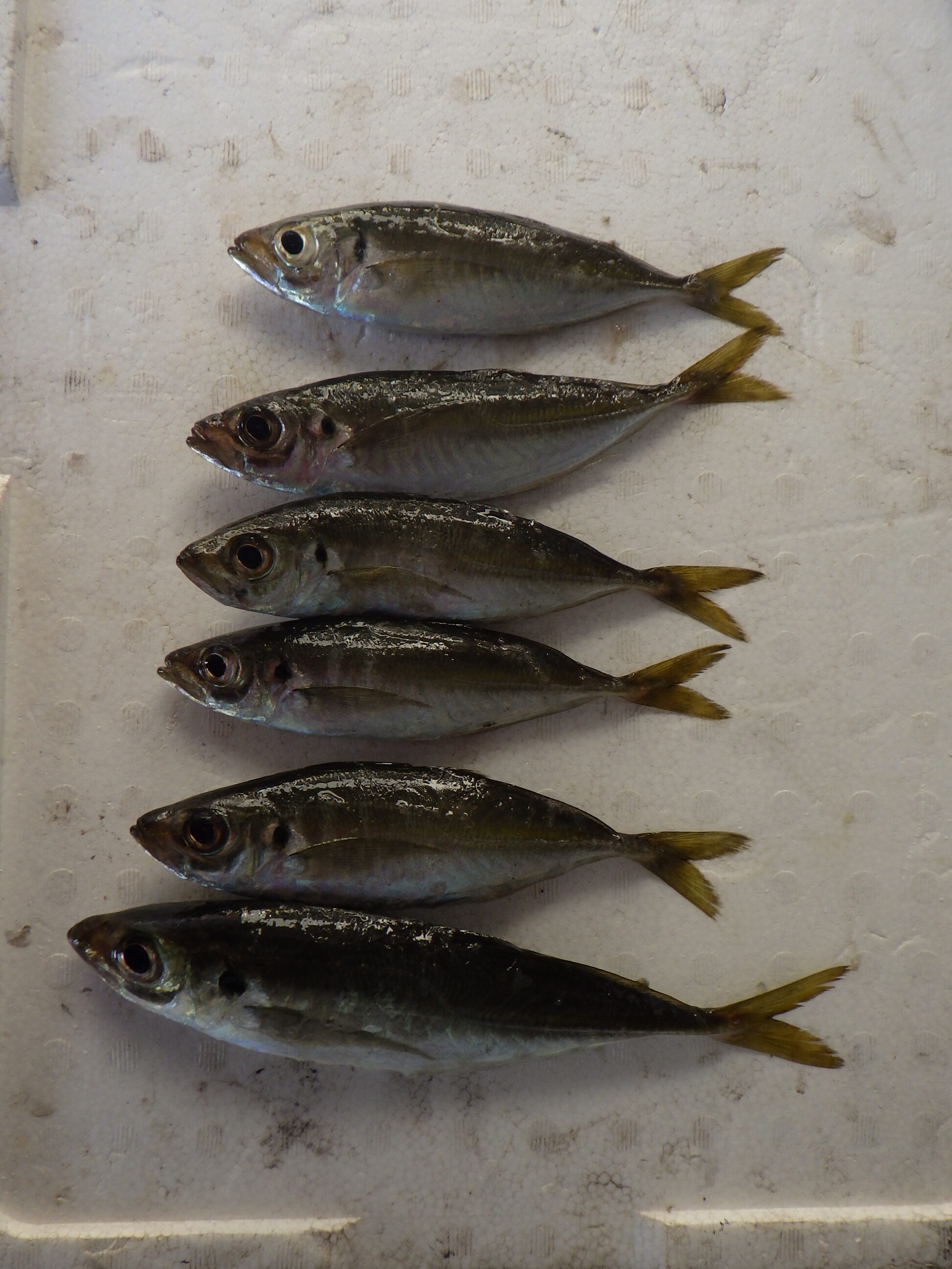 釣果写真