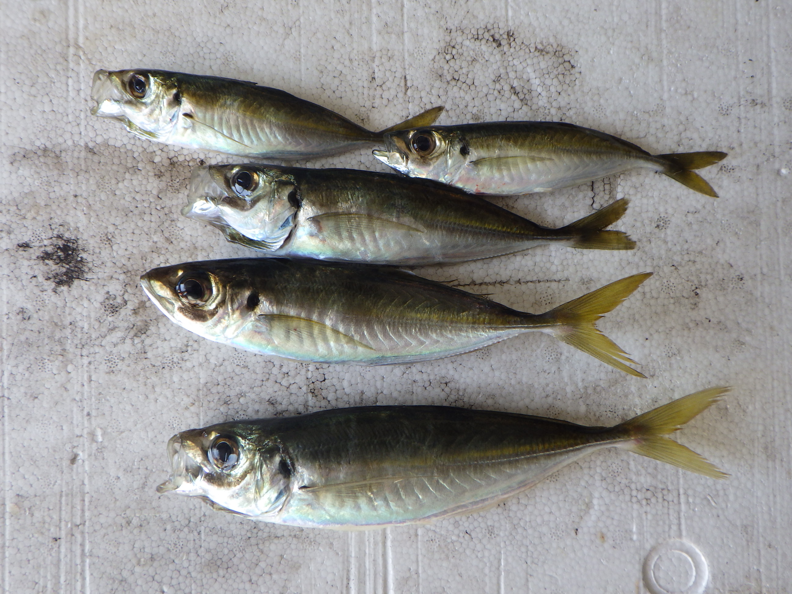 釣果写真