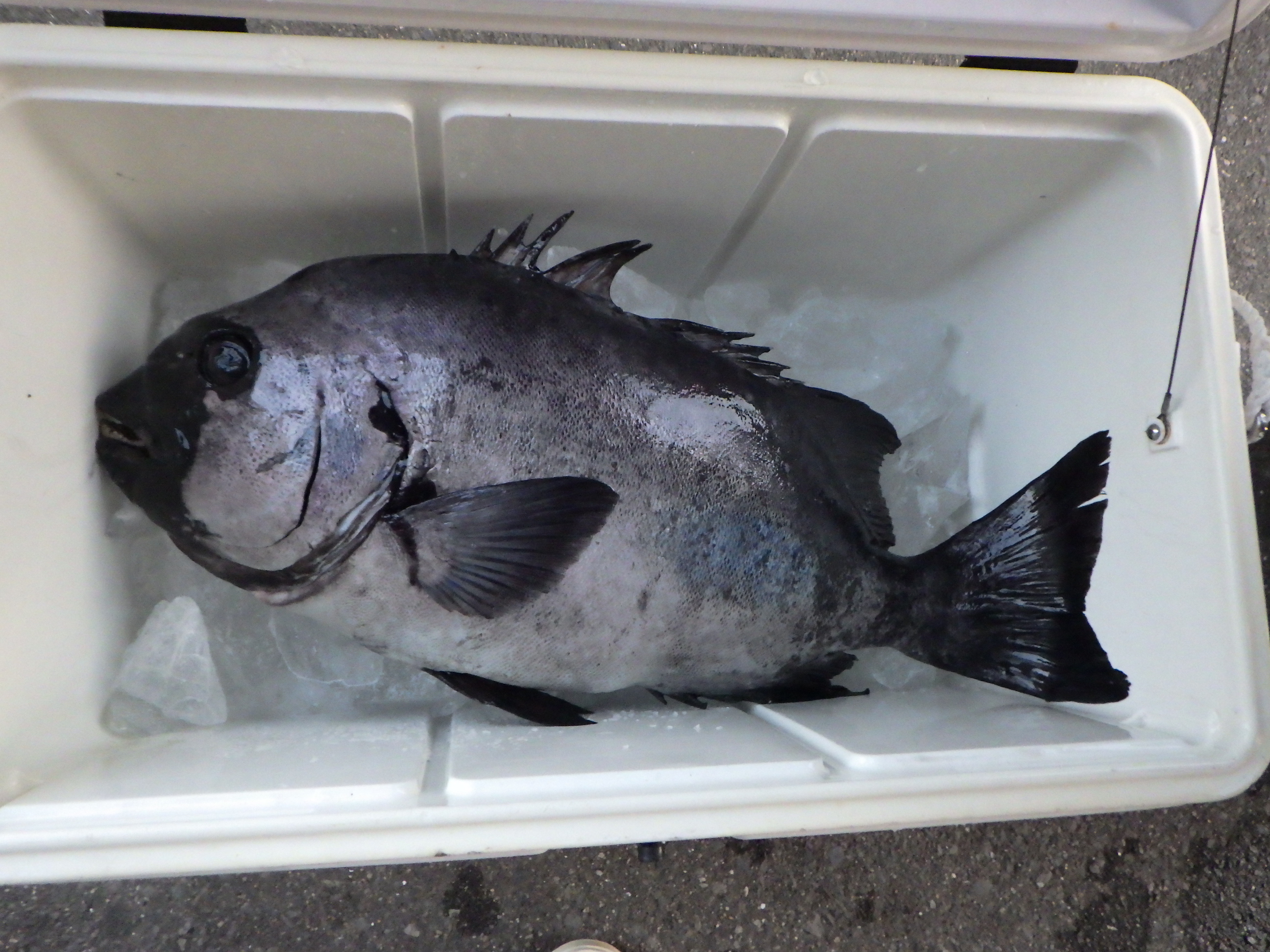 釣果写真
