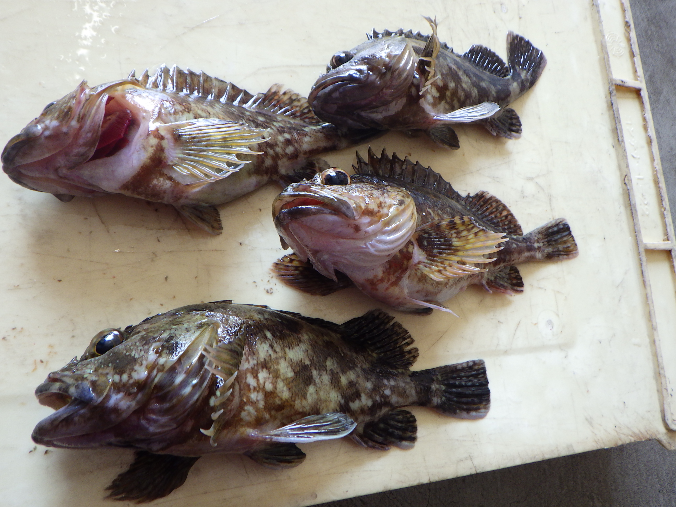 釣果写真