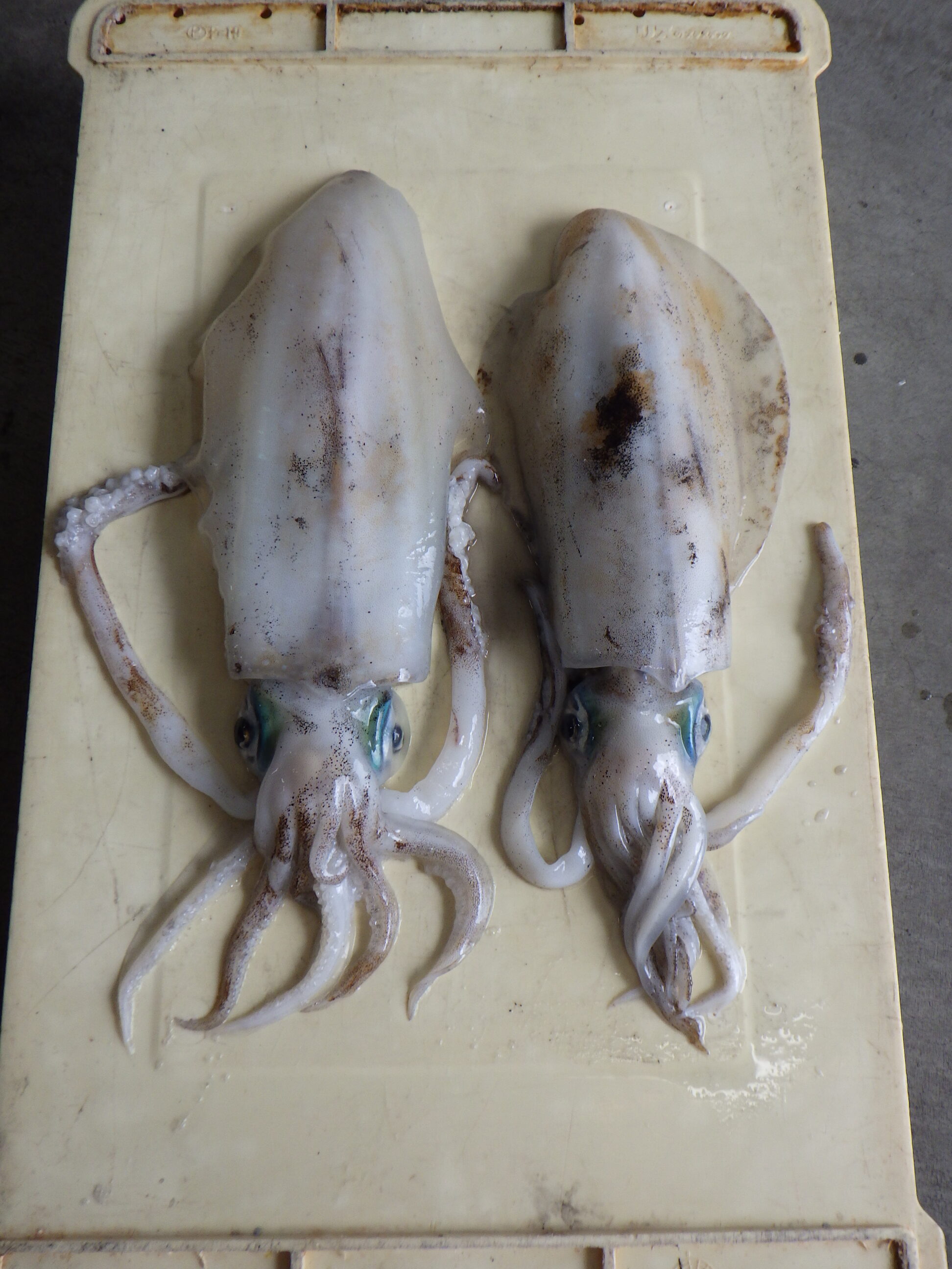 釣果写真