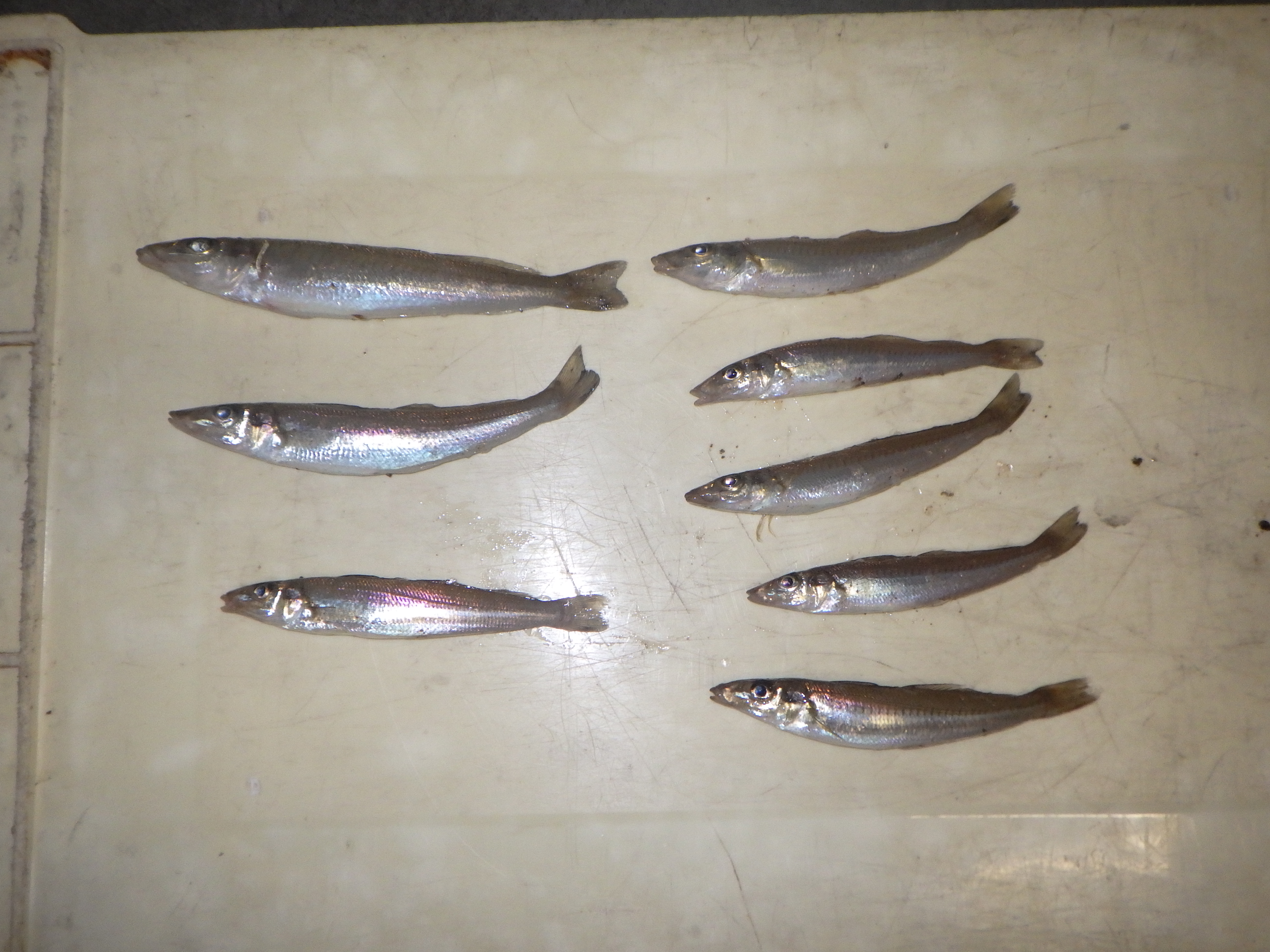 釣果写真