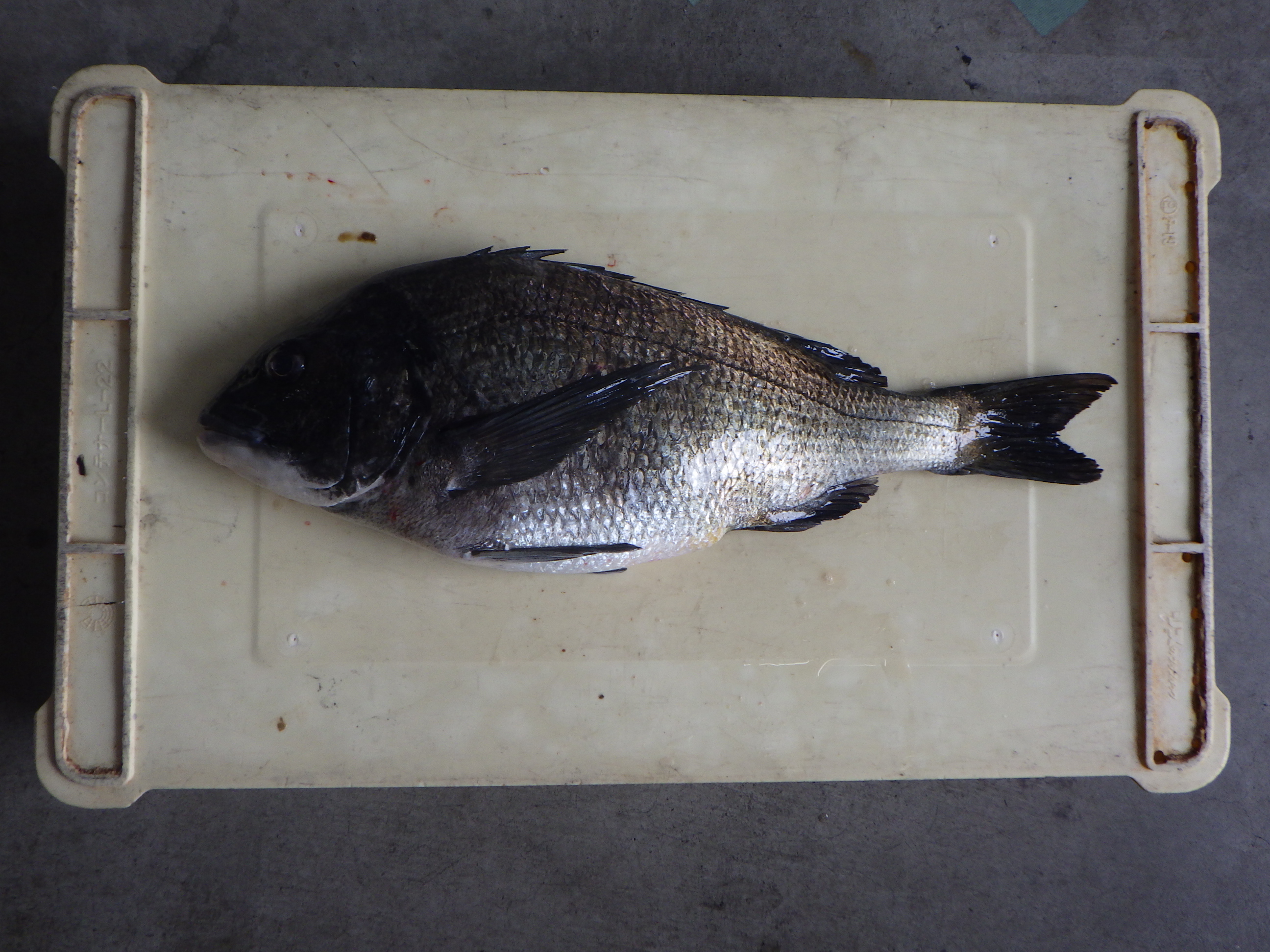 釣果写真