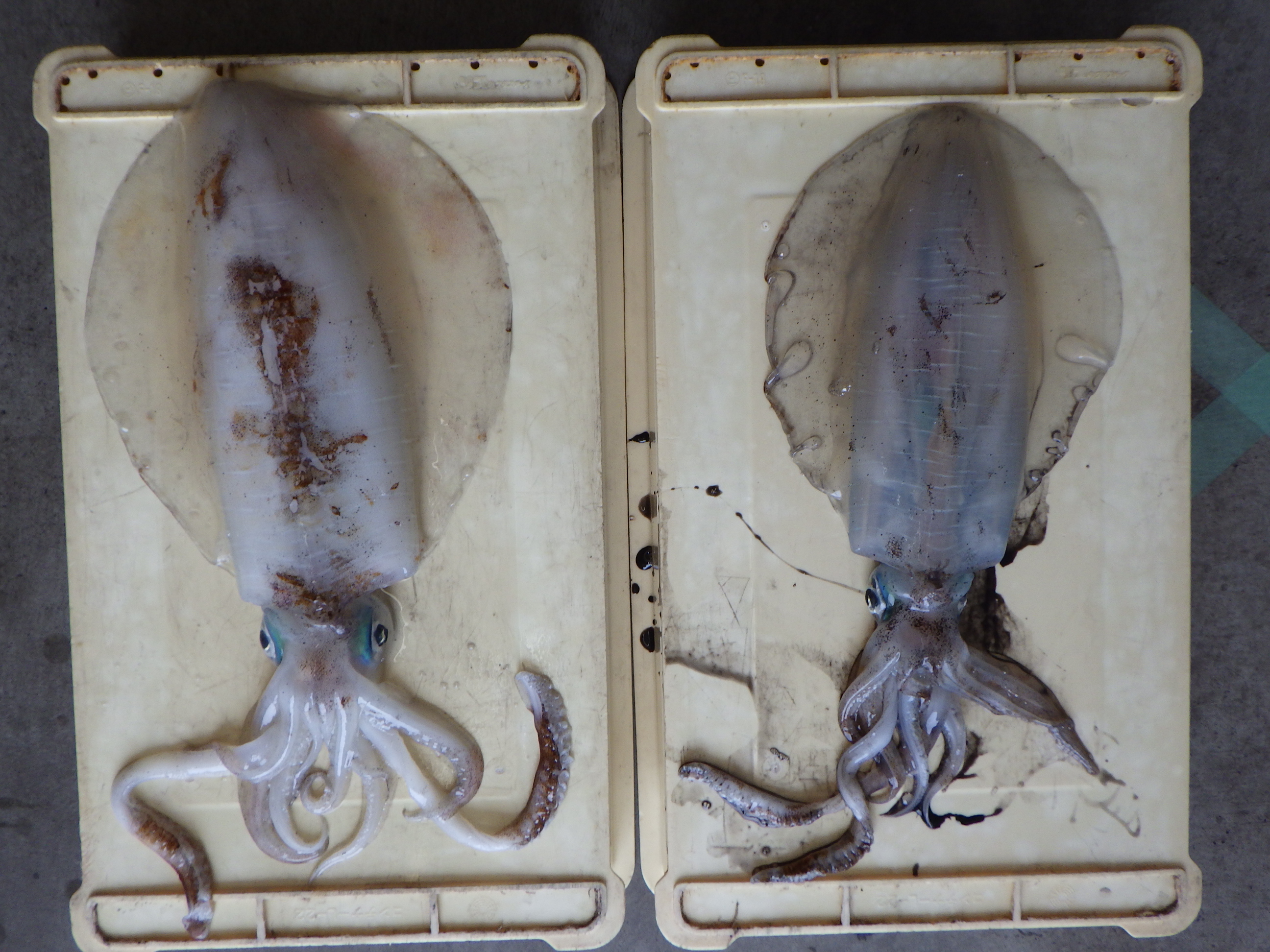 釣果写真