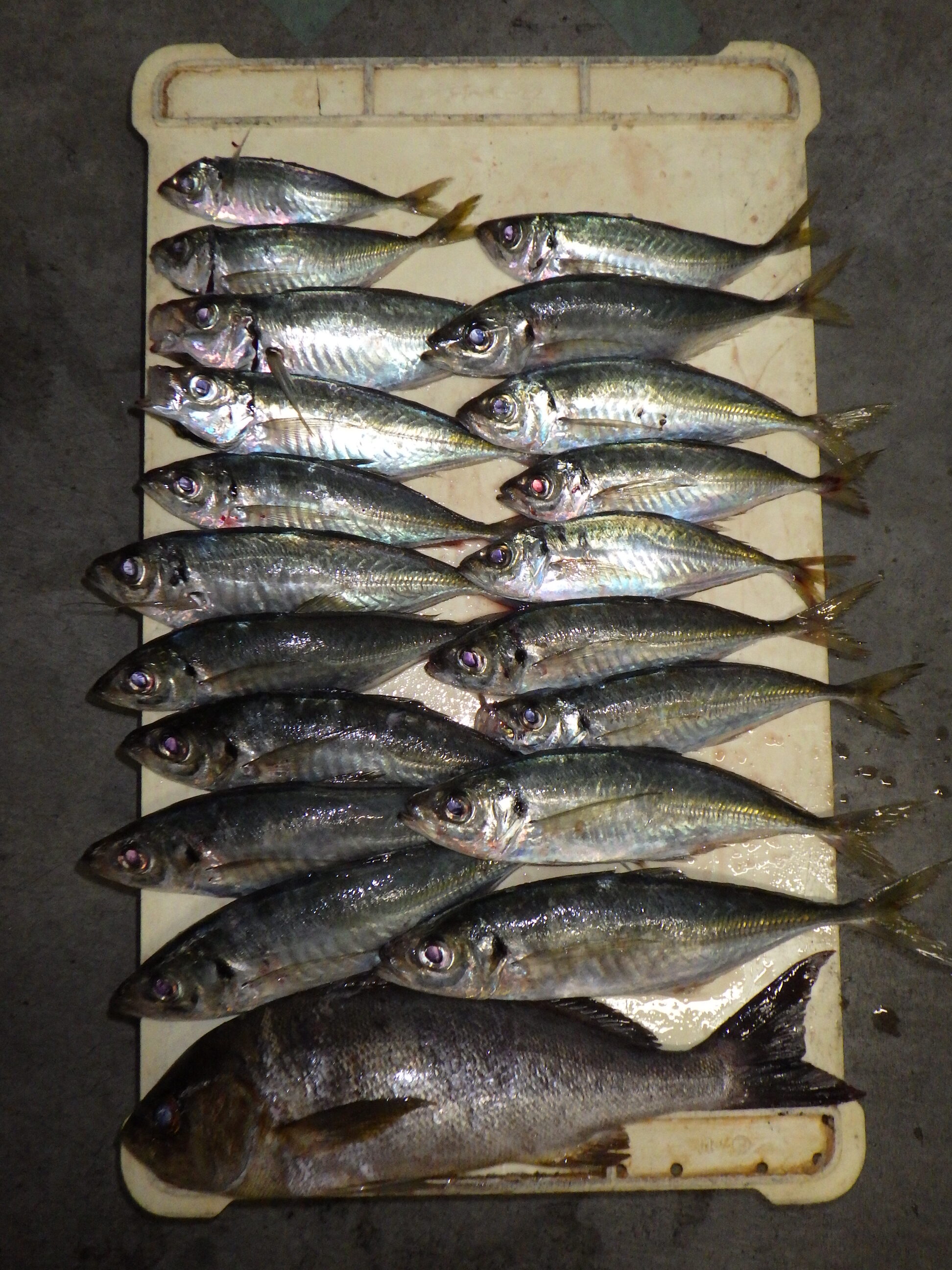 釣果写真