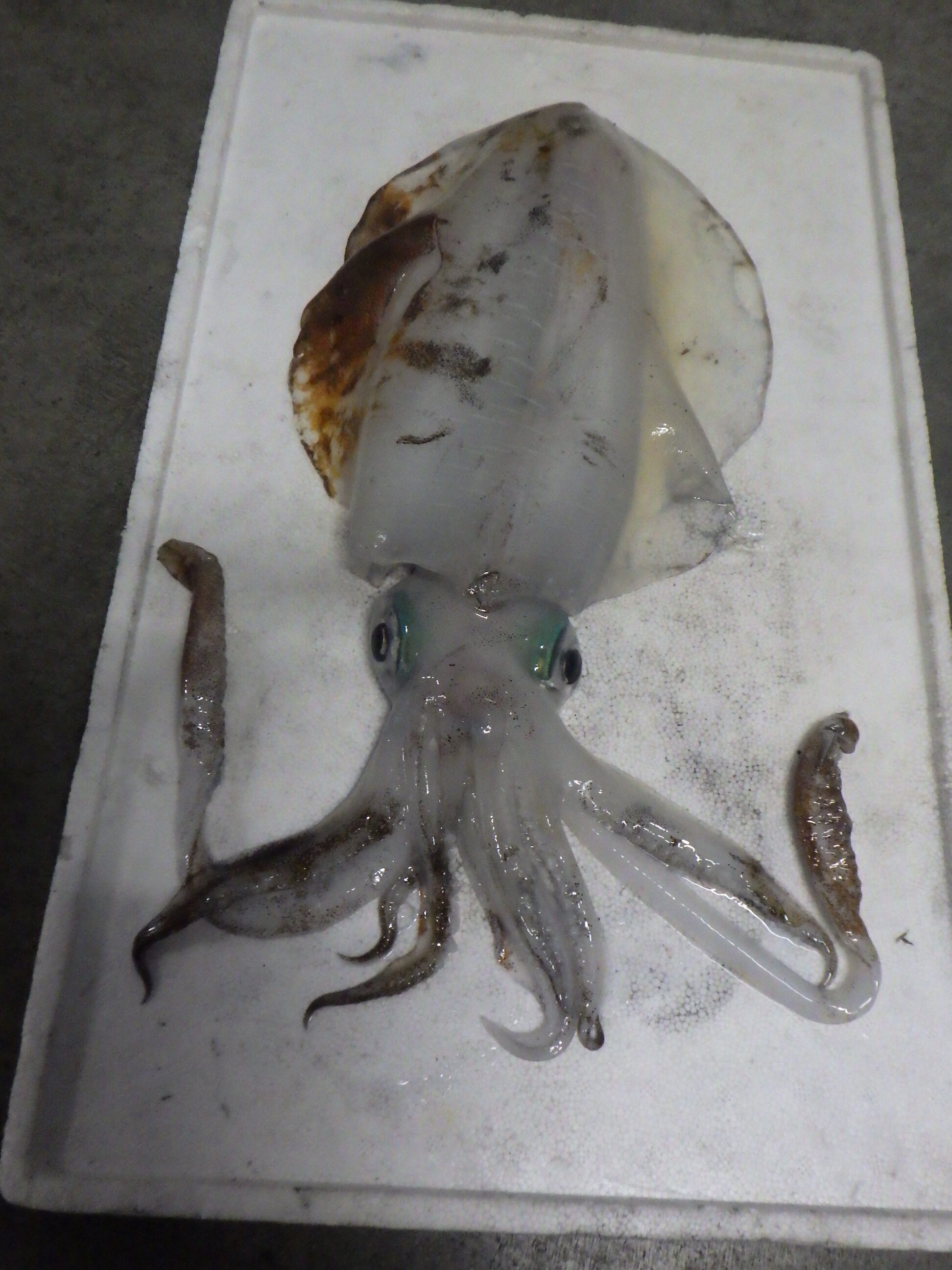 釣果写真