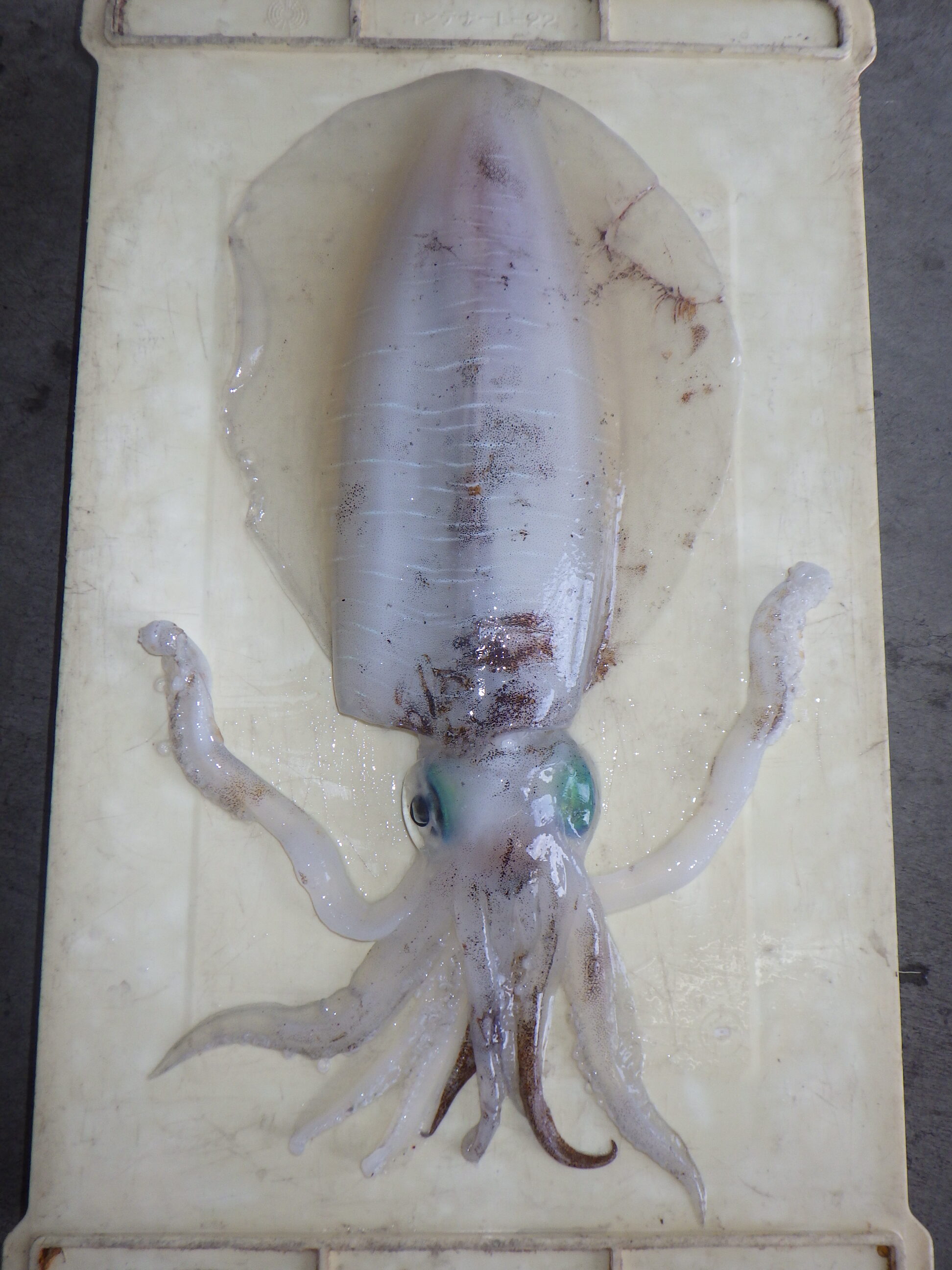 釣果写真