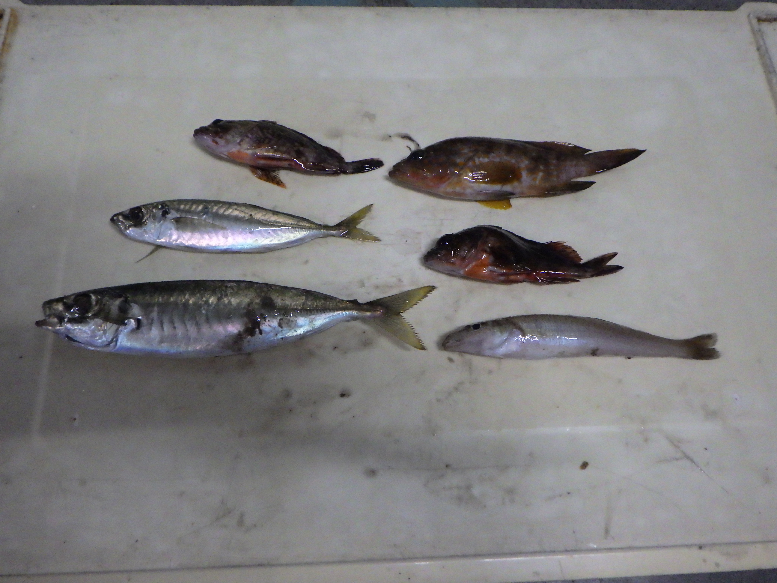 釣果写真