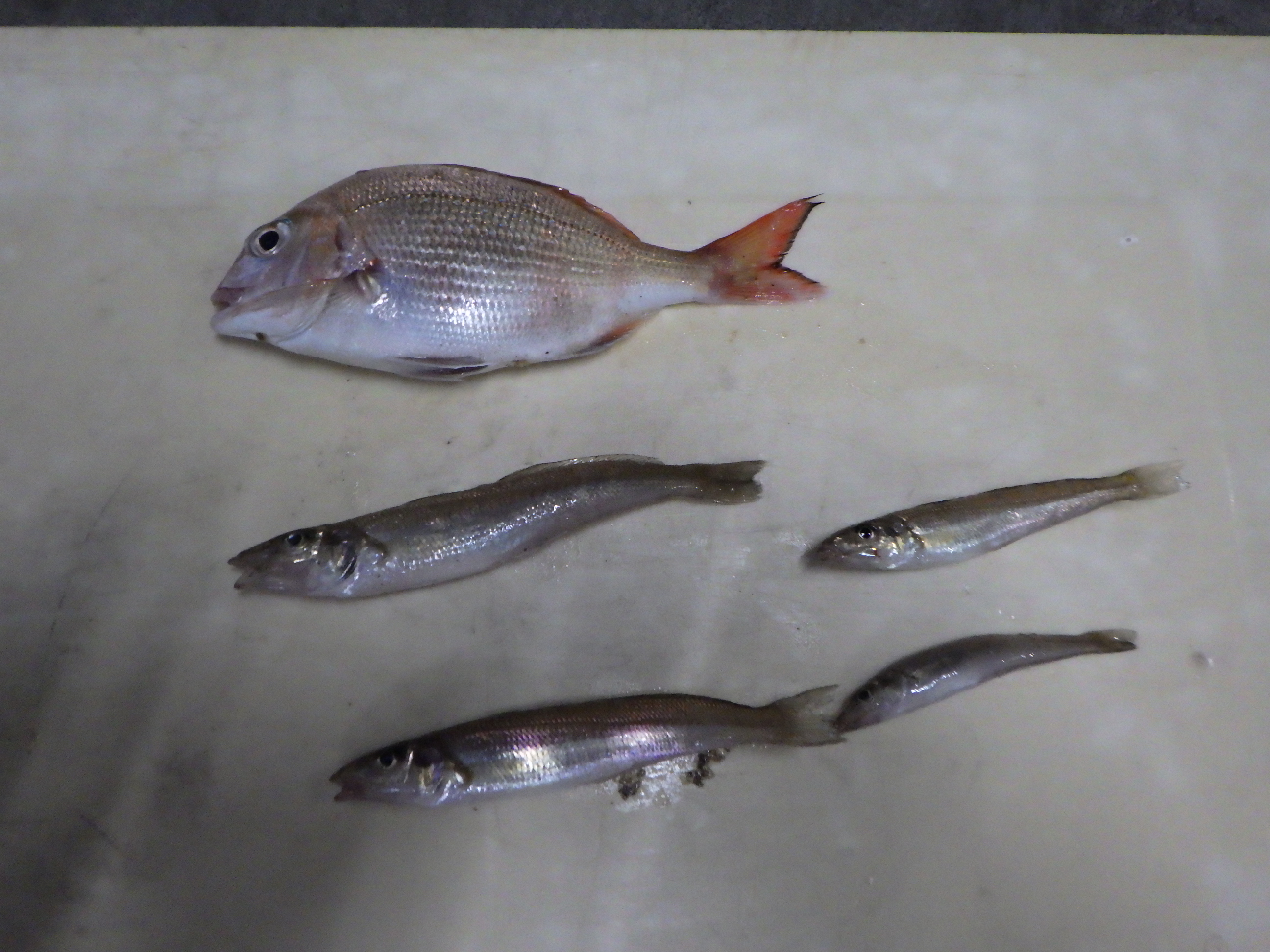 釣果写真