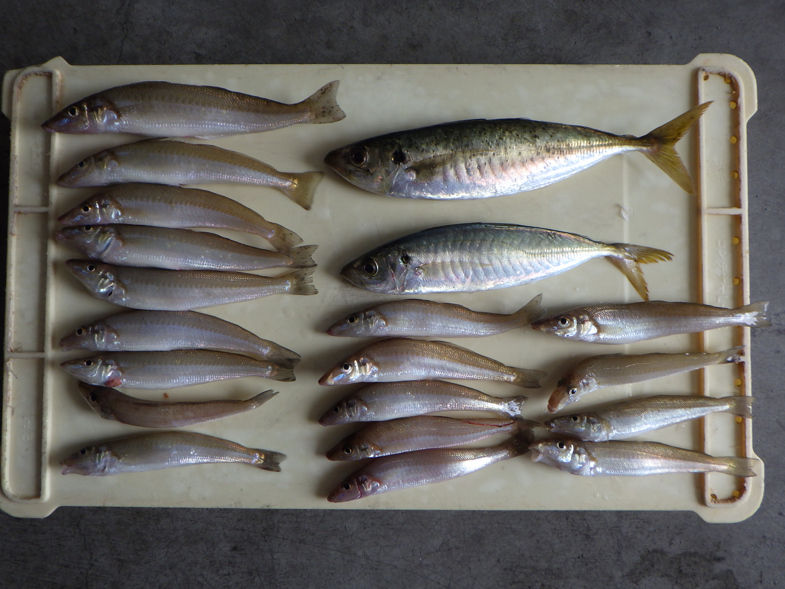 釣果写真
