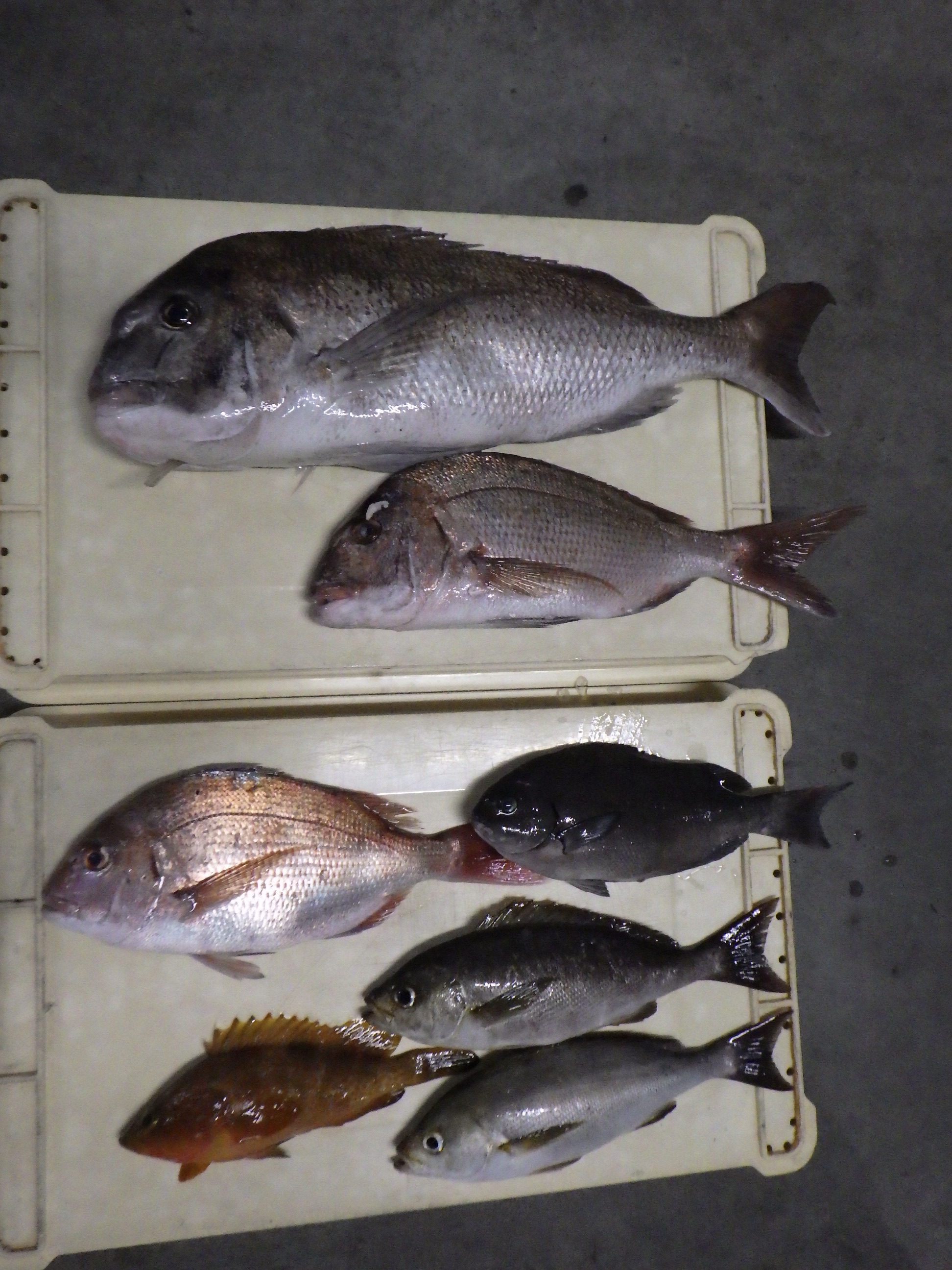 釣果写真