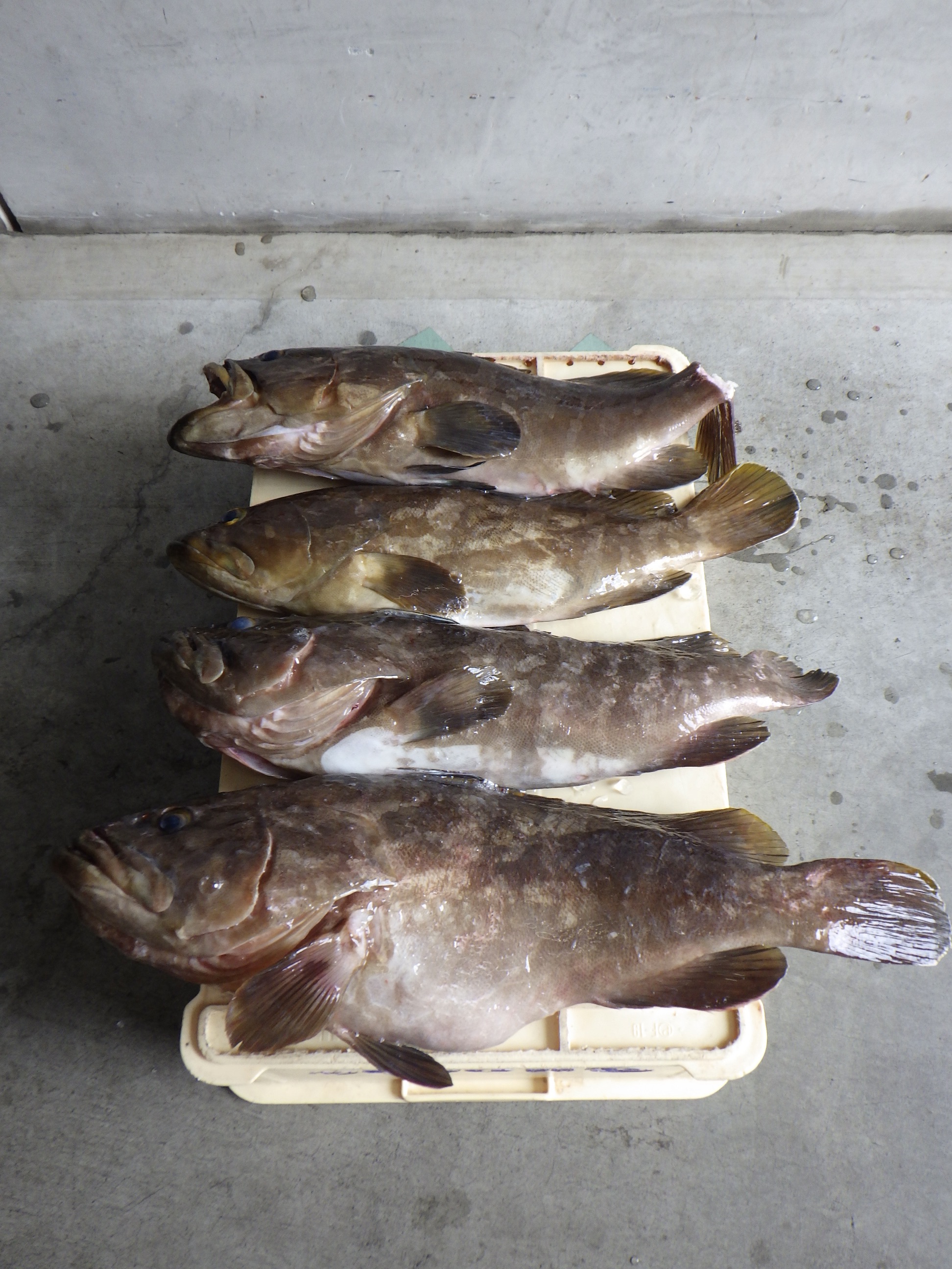 釣果写真