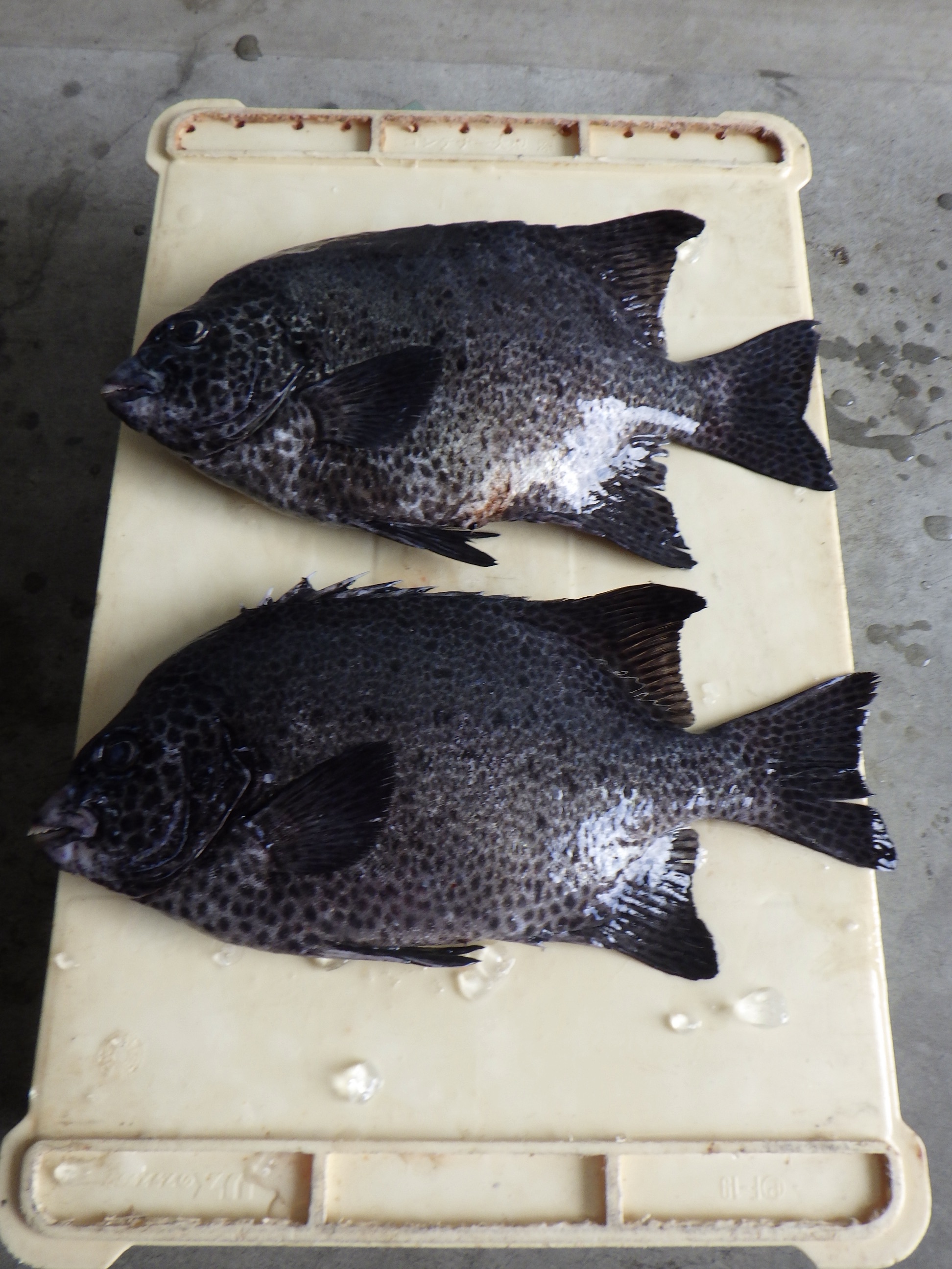 釣果写真