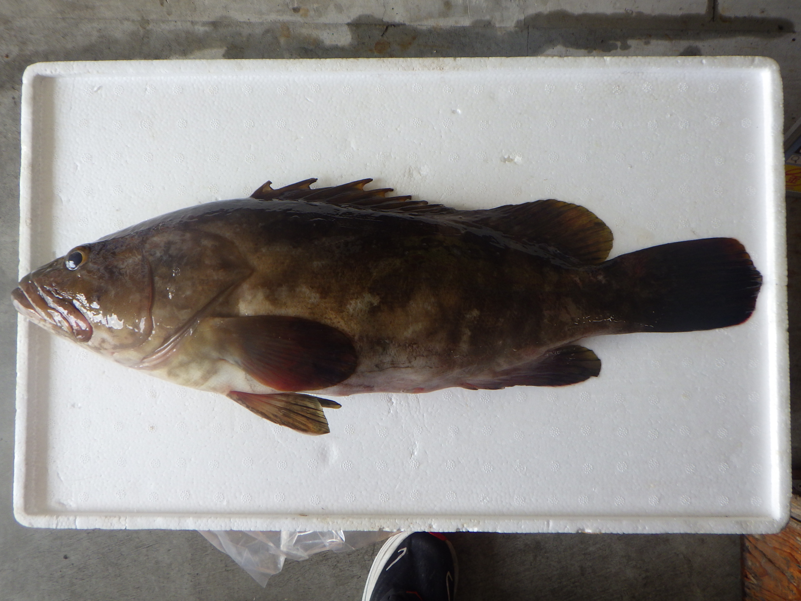 釣果写真