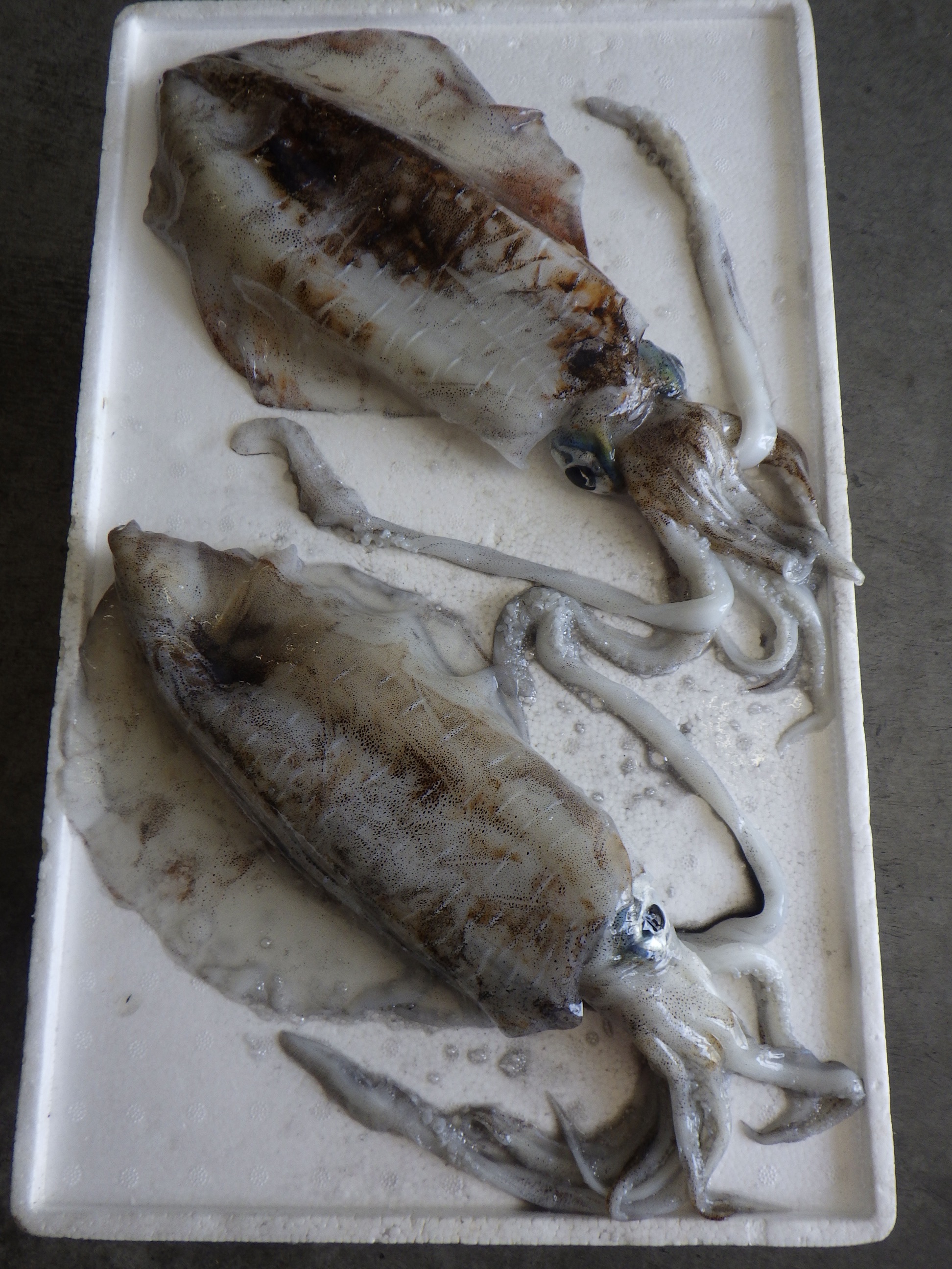 釣果写真